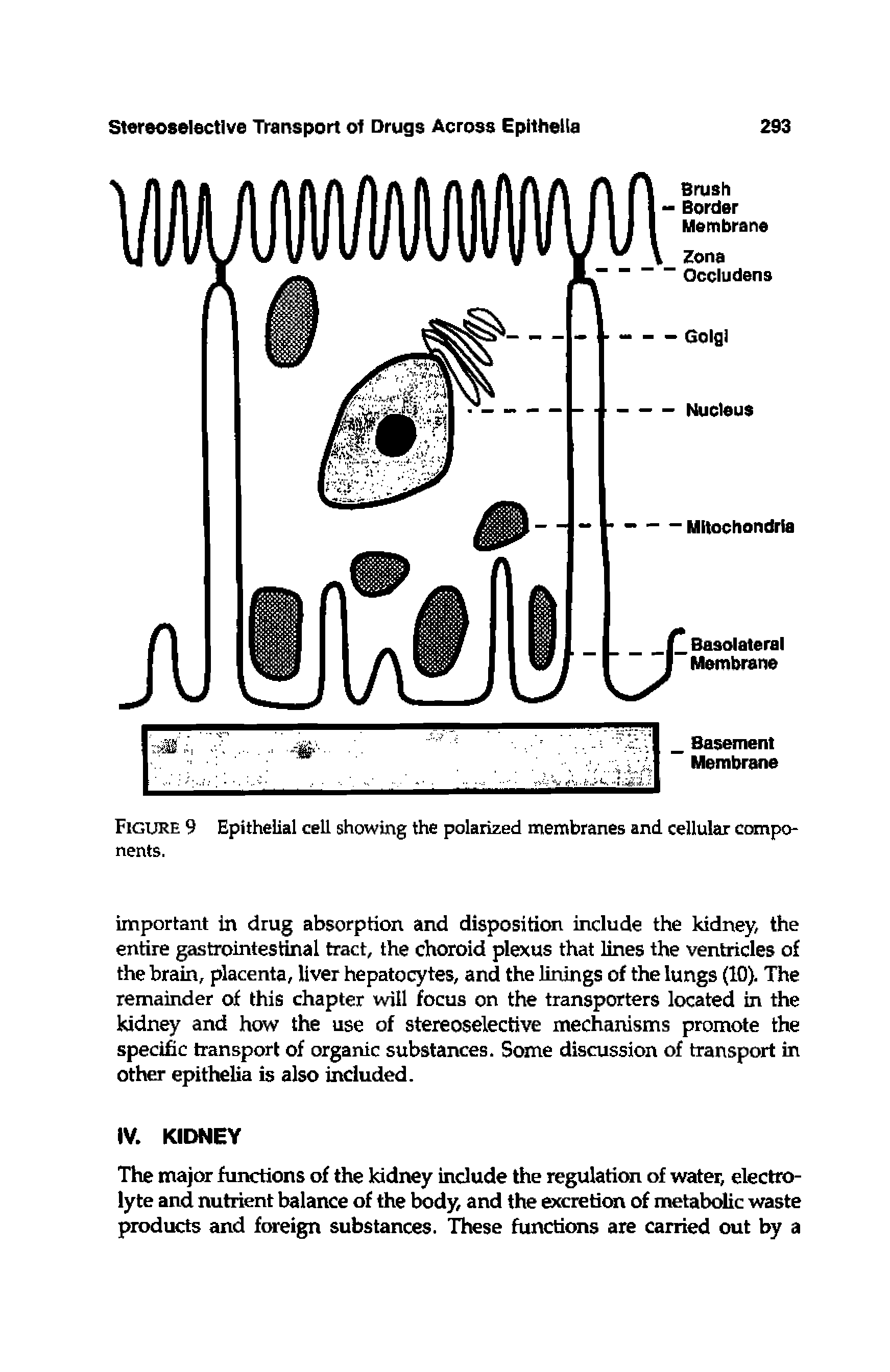 Figure 9 Epithelial cell showing the polarized membranes and cellular components.