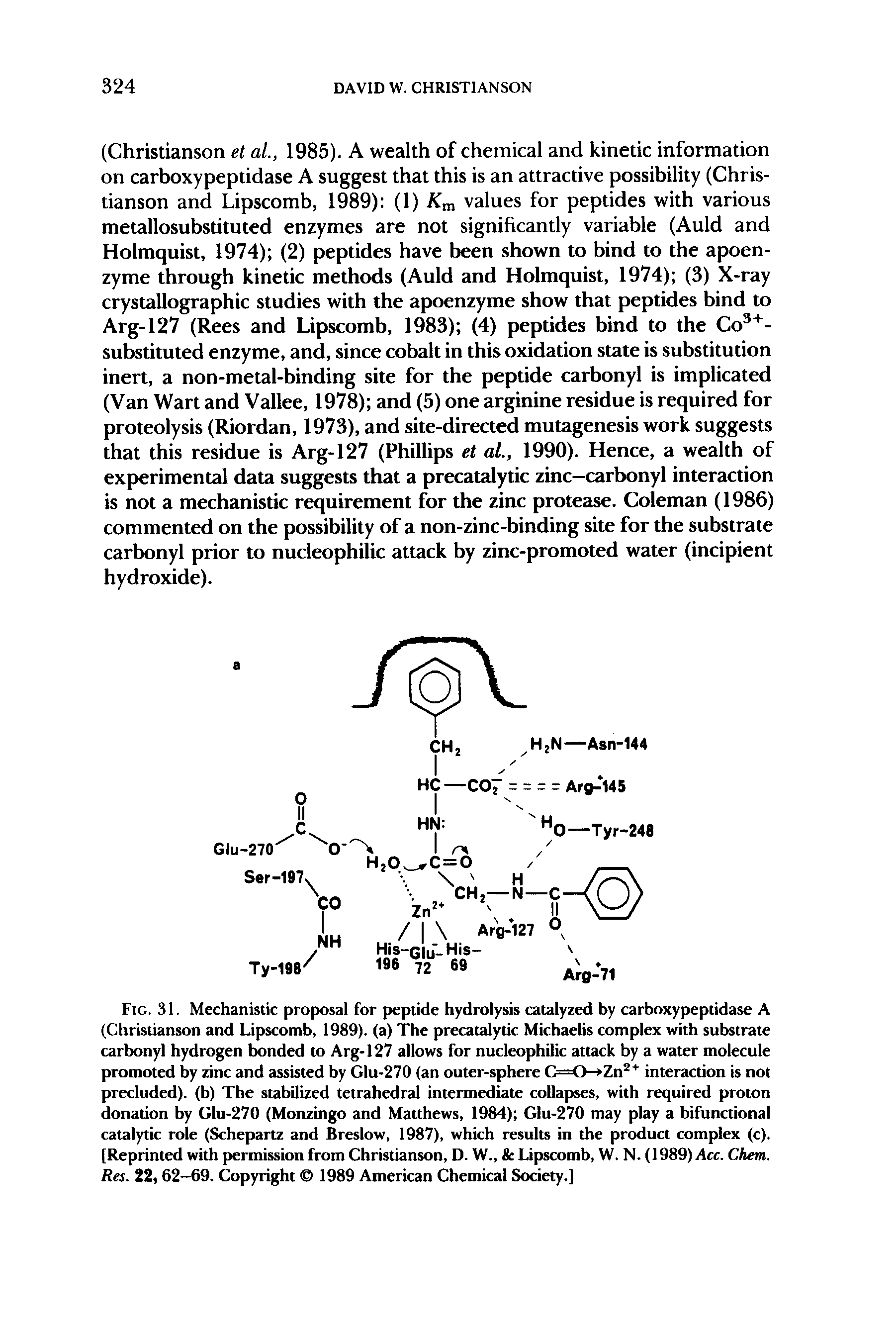 Fig. 31. Mechanistic proposal for peptide hydrolysis catalyzed by carboxypeptidase A (Christianson and Lipscomb, 1989). (a) The precatalytic Michaelis complex with substrate carbonyl hydrogen bonded to Arg-127 allows for nucleophilic attack by a water molecule promoted by zinc and assisted by Glu-270 (an outer-sphere C==O Zn interaction is not precluded), (b) Tbe stabilized tetrahedral intermediate collapses, with required proton donation by Glu-270 (Monzingo and Matthews, 1984) Glu-270 may play a bifunctional catalytic role (Schepartz and Breslow, 1987), which results in the product complex (c). [Reprinted with permission from Christianson, D. W., Lipscomb, W. N. (1989) Acc. Chem. Res. 22,62-69. Copyright 1989 American Chemical Society.]...