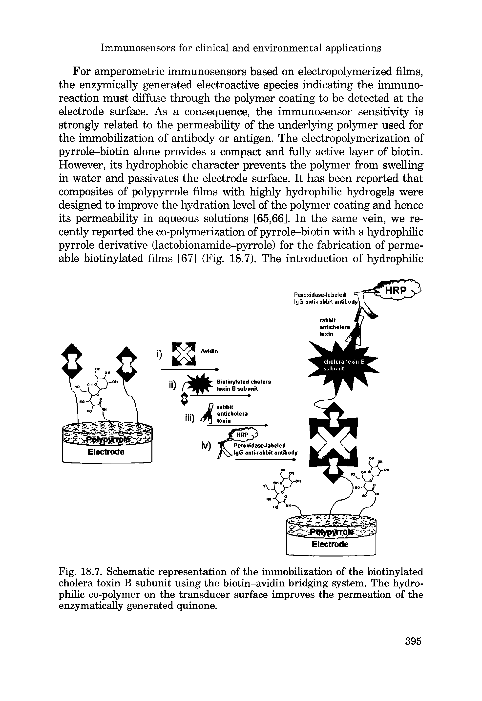 Fig. 18.7. Schematic representation of the immobilization of the biotinylated cholera toxin B subunit using the biotin-avidin bridging system. The hydrophilic co-polymer on the transducer surface improves the permeation of the enzymatically generated quinone.