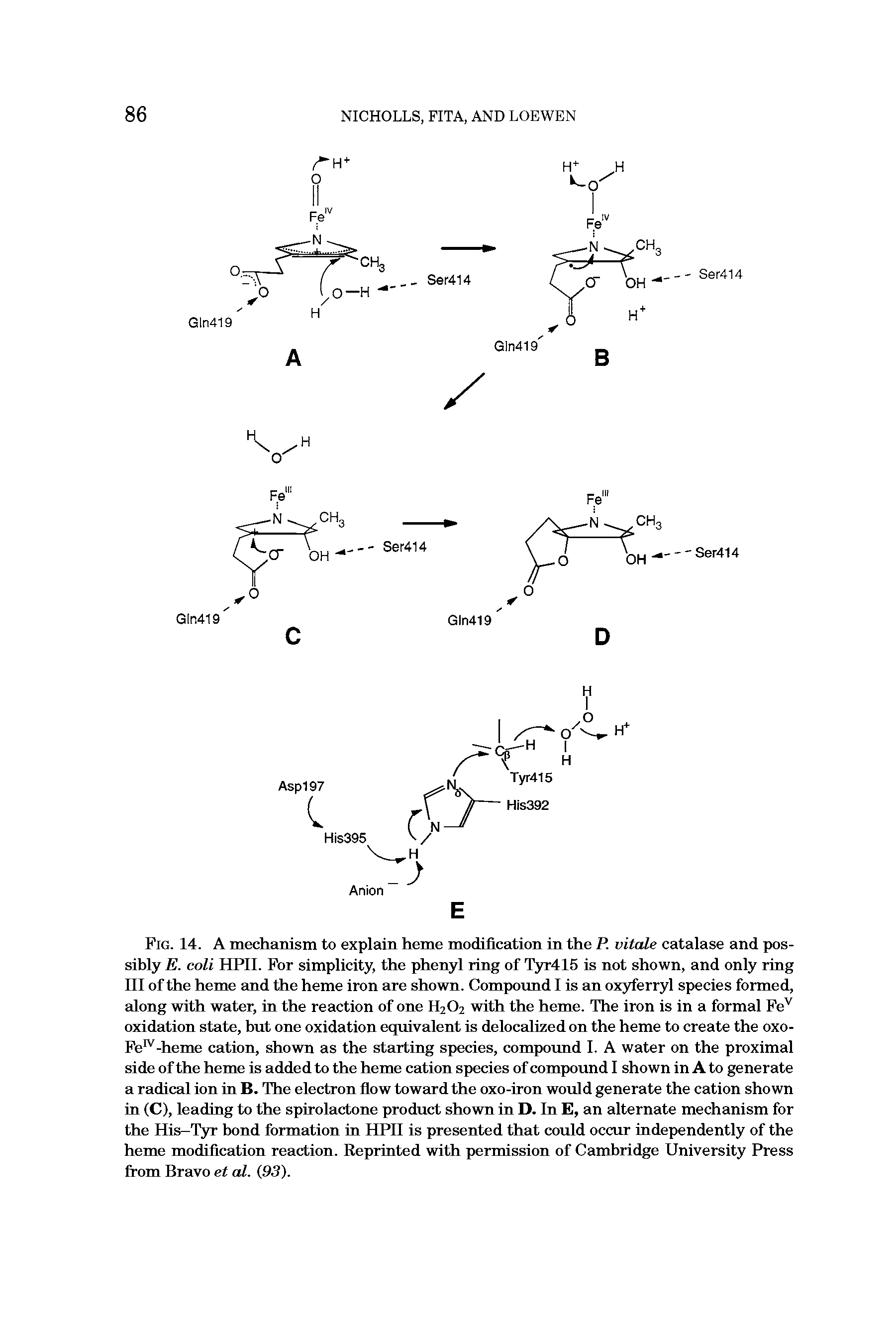 Fig. 14. A mechanism to explain heme modification in the P. vitcde catalase and possibly E. coli HPII. For simplicity, the phenyl ring of T3rr415 is not shown, and only ring III of the heme and the heme iron are shown. Compound I is an oxyferryl species formed, along with water, in the reaction of one H2O2 with the heme. The iron is in a formal Fe oxidation state, but one oxidation equivalent is delocalized on the heme to create the 0x0-Fe" -heme cation, shown as the starting species, compound I. A water on the proximal side of the heme is added to the heme cation species of compound 1 shown in A to generate a radical ion in B. The electron flow toward the oxo-iron would generate the cation shown in (C), leading to the spirolactone product shown in D. In E, an alternate mechanism for the His-Tyr bond formation in HPII is presented that could occur independently of the heme modification reaction. Reprinted with permission of Cambridge University Press from Bravo et al. (93).