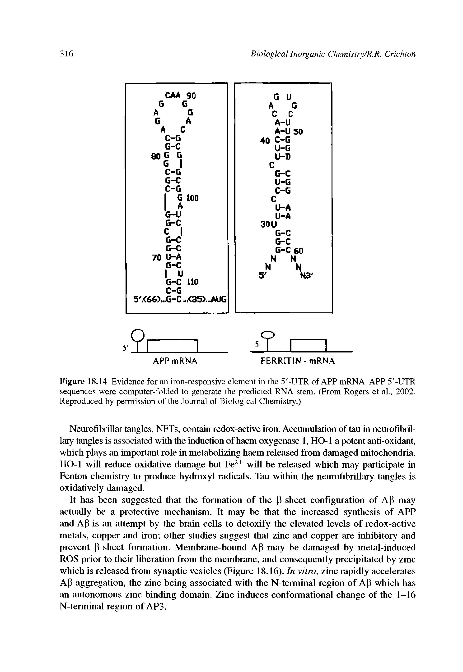 Figure 18.14 Evidence for an iron-responsive element in the 5 -UTR of APP mRNA. APP 5 -UTR sequences were computer-folded to generate the predicted RNA stem. (From Rogers et al., 2002. Reproduced by permission of the Journal of Biological Chemistry.)...