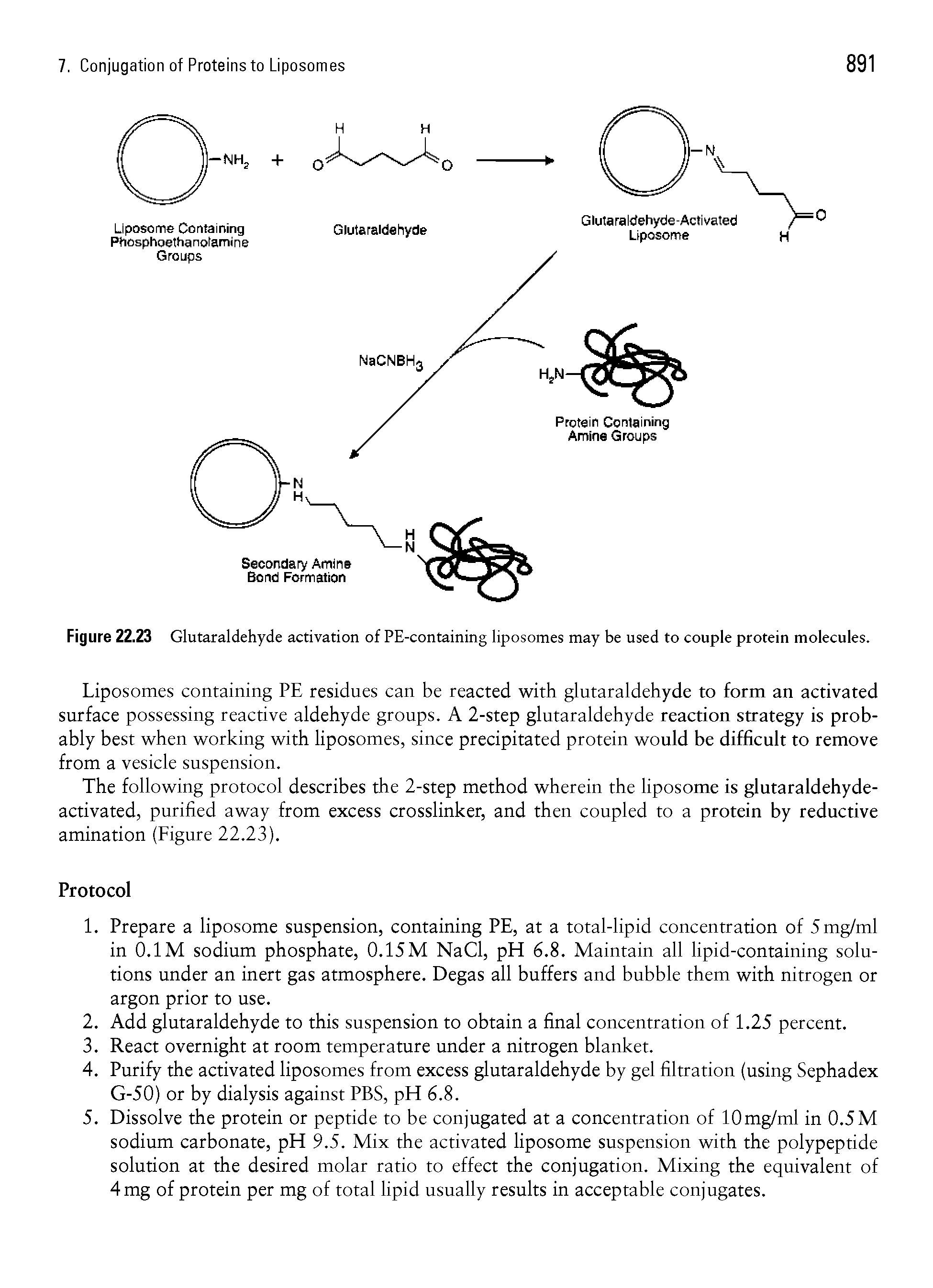 Figure 22.23 Glutaraldehyde activation of PE-containing liposomes may be used to couple protein molecules.