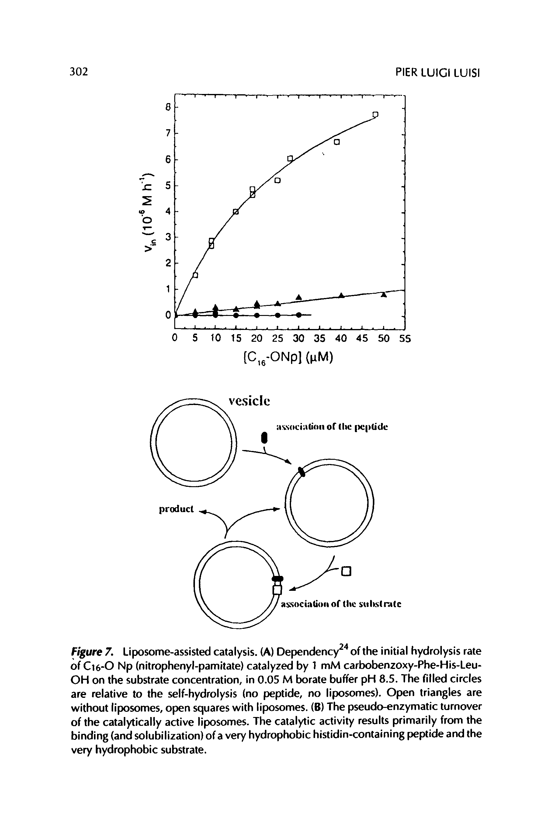 Figure 7. Liposome-assisted catalysis. (A) Dependency of the initial hydrolysis rate of C16-O Np (nitrophenyl-pamitate) catalyzed by 1 mM carbobenzoxy-Phe-His-Leu-OH on the substrate concentration, in 0.05 M borate buffer pH 8.5. The filled circles are relative to the self-hydrolysis (no peptide, no liposomes). Open triangles are without liposomes, open squares with liposomes. (B) The pseudo-enzymatic turnover of the catalytically active liposomes. The catalytic activity results primarily from the binding (and solubilization) of a very hydrophobic histidin-containing peptide and the very hydrophobic substrate.