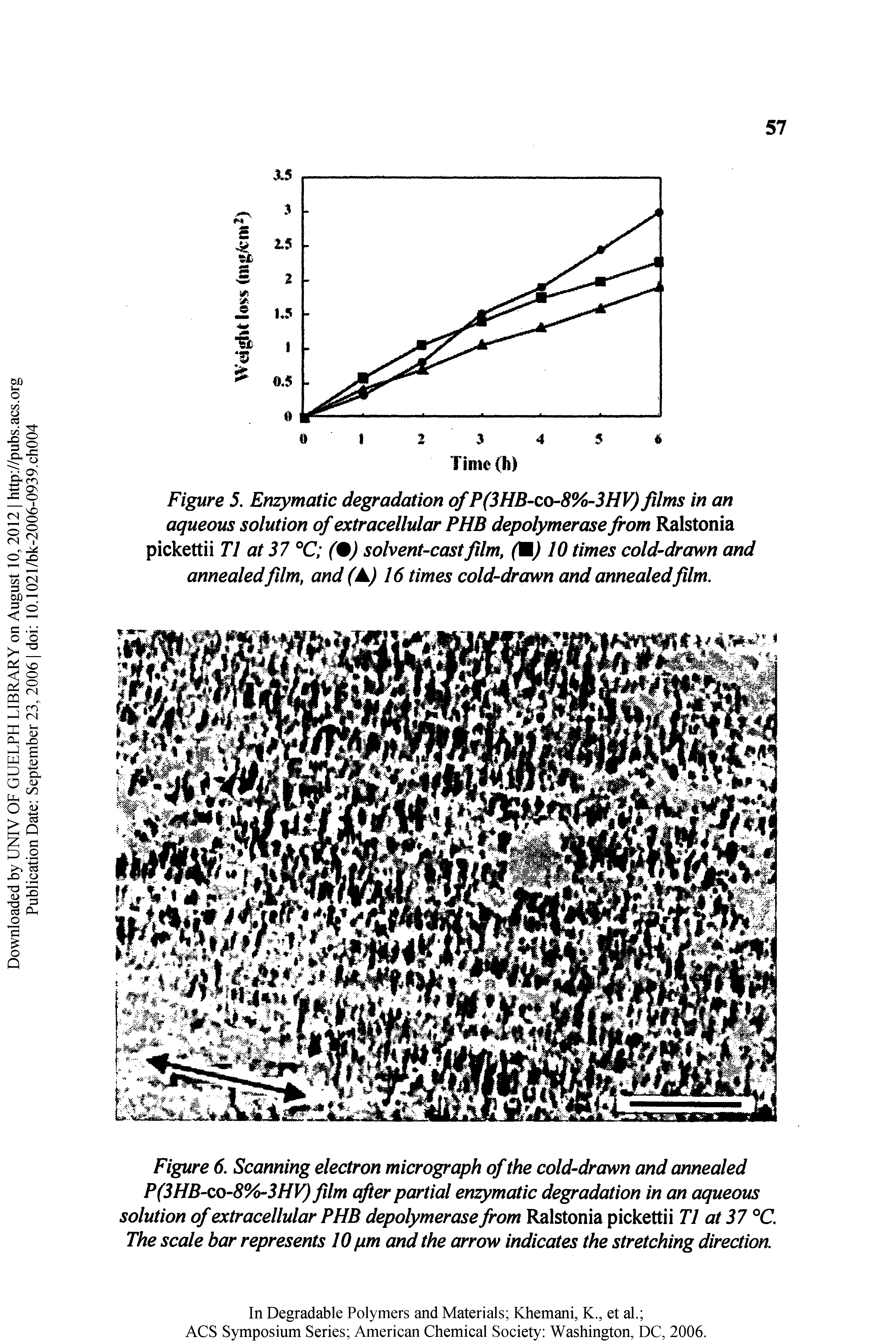 Figure 5. EnzymcUic degradation ofP(3HB-co-8%-3HV) film in an aqueous solution of extracellular PHB depolymerase from Ralstonia pickettii T1 at 37 °C (9) solvent-castfilm, (M) 10 times cold-drawn and annealed film, and ( ) 16 times cold-drawn and annealed film.