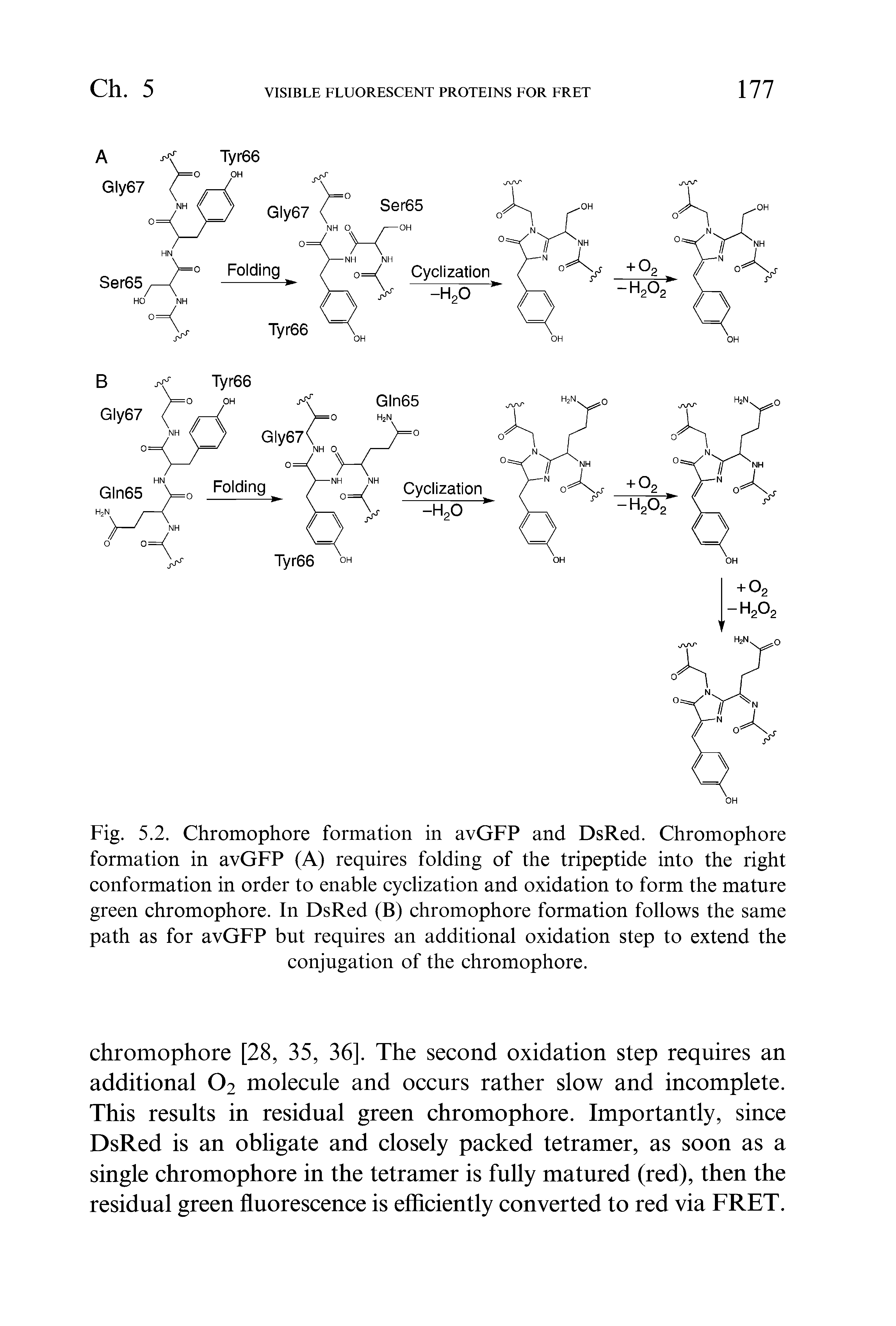 Fig. 5.2. Chromophore formation in avGFP and DsRed. Chromophore formation in avGFP (A) requires folding of the tripeptide into the right conformation in order to enable cyclization and oxidation to form the mature green chromophore. In DsRed (B) chromophore formation follows the same path as for avGFP but requires an additional oxidation step to extend the conjugation of the chromophore.