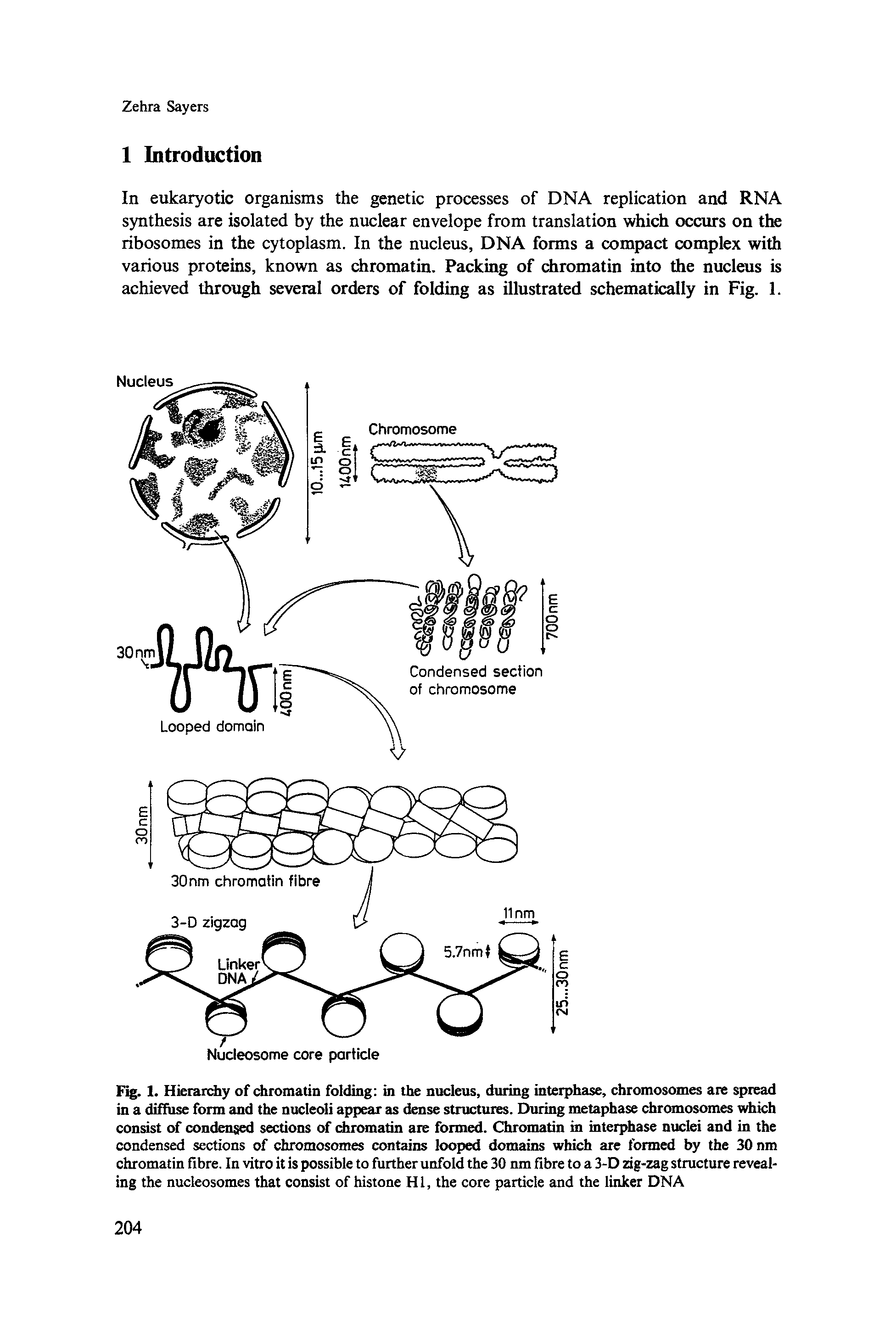 Fig. 1. Hierarchy of chromatin folding in the nucleus, during interphase, chromosomes are spread in a diffuse form and the nucleoli appear as dense structures. During metaphase chromosomes which consist of condensed sections of chromatin are formed. Chromatin in interphase nuclei and in the condensed sections of chromosomes contains looped domains which are formed by the 30 nm chromatin fibre. In vitro it is possible to further unfold the 30 nm fibre to a 3-D zig-zag structure revealing the nucleosomes that consist of histone HI, the core particle and the linker DNA...