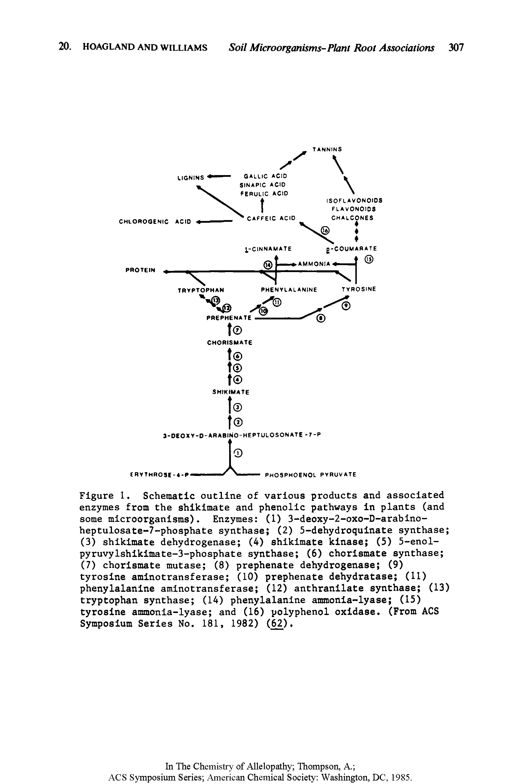 Figure 1. Schematic outline of various products and associated enzymes from the shikimate and phenolic pathways in plants (and some microorganisms). Enzymes (1) 3-deoxy-2-oxo-D-arabino-heptulosate-7-phosphate synthase (2) 5-dehydroquinate synthase (3) shikimate dehydrogenase (4) shikimate kinase (5) 5-enol-pyruvylshikimate-3-phosphate synthase (6) chorismate synthase (7) chorismate mutase (8) prephenate dehydrogenase (9) tyrosine aminotransferase (10) prephenate dehydratase (11) phenylalanine aminotransferase (12) anthranilate synthase (13) tryptophan synthase (14) phenylalanine ammonia-lyase (15) tyrosine ammonia-lyase and (16) polyphenol oxidase. (From ACS Symposium Series No. 181, 1982) (62).