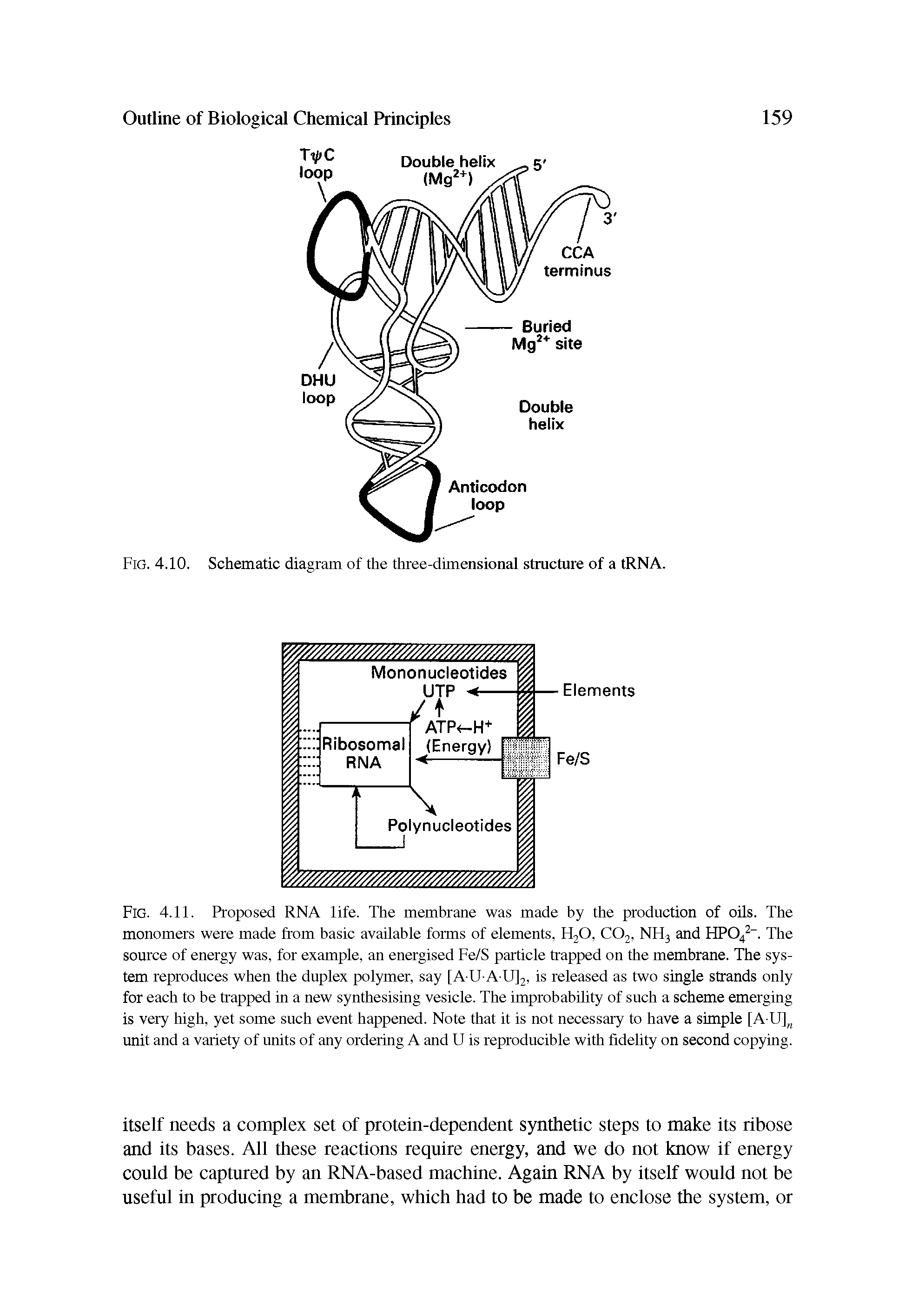 Fig. 4.10. Schematic diagram of the three-dimensional structure of a tRNA.