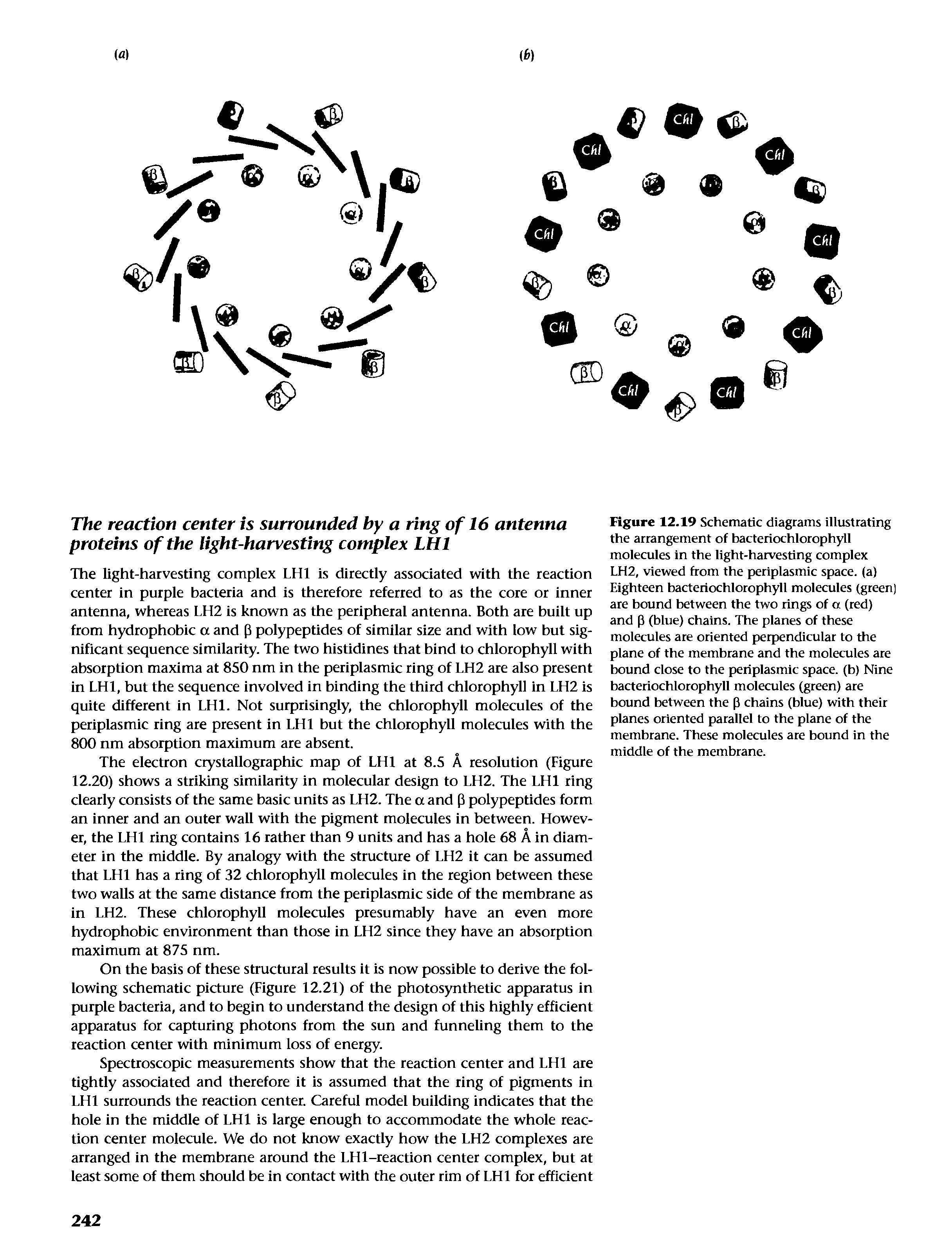 Figure 12.19 Schematic diagrams illustrating the arrangement of hacteriochlorophyll molecules in the light-harvesting complex LH2, viewed from the periplasmic space, (a) Eighteen hacteriochlorophyll molecules (green] are hound between the two rings of a (red) and p (blue) chains. The planes of these molecules are oriented perpendicular to the plane of the membrane and the molecules are bound close to the periplasmic space, (b) Nine hacteriochlorophyll molecules (green) are bound between the p chains (blue) with their planes oriented parallel to the plane of the membrane. These molecules are bound in the middle of the membrane.