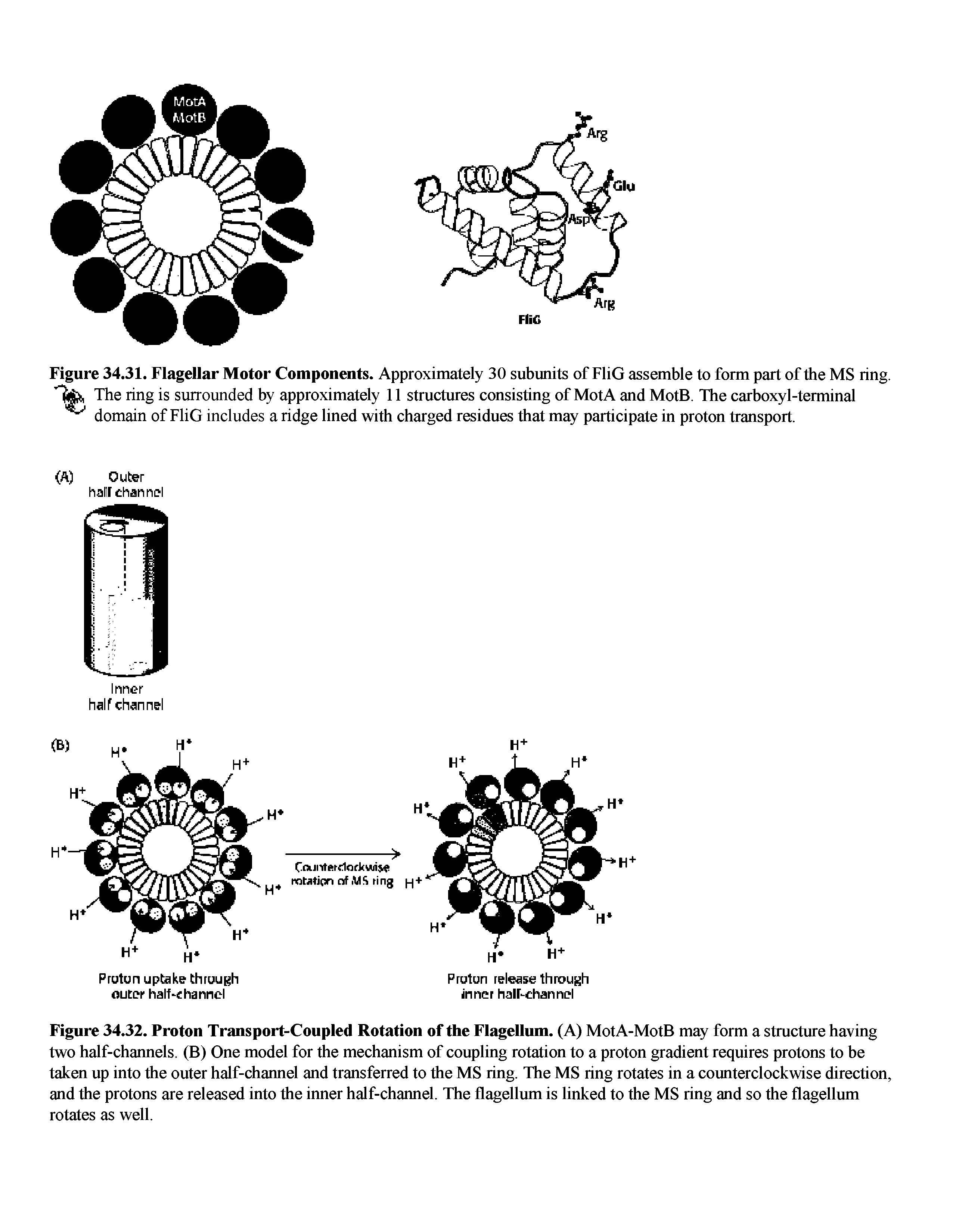 Figure 34.31. Flagellar Motor Components. Approximately 30 subunits of FliG assemble to form part of the MS ring. The ring is surrounded by approximately 11 structures consisting of MotA and MotB. The carboxyl-terminal domain of FliG includes a ridge lined with charged residues that may participate in proton transport.