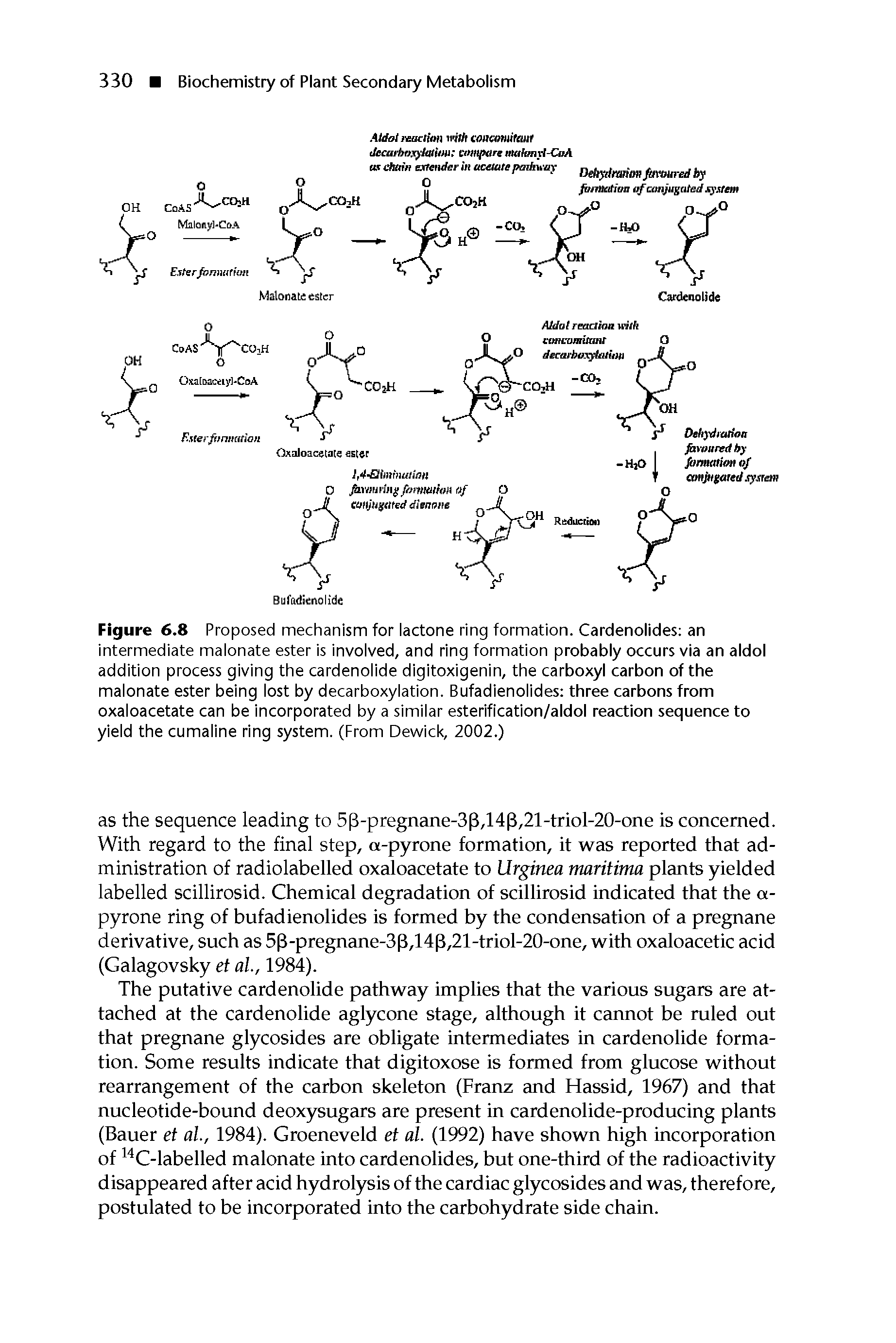 Figure 6.8 Proposed mechanism for lactone ring formation. Cardenolides an intermediate malonate ester is involved, and ring formation probably occurs via an aldol addition process giving the cardenolide digitoxigenin, the carboxyl carbon of the malonate ester being lost by decarboxylation. Bufadienolides three carbons from oxaloacetate can be incorporated by a similar esterification/aldol reaction sequence to yield the cumaline ring system. (From Dewick, 2002.)...