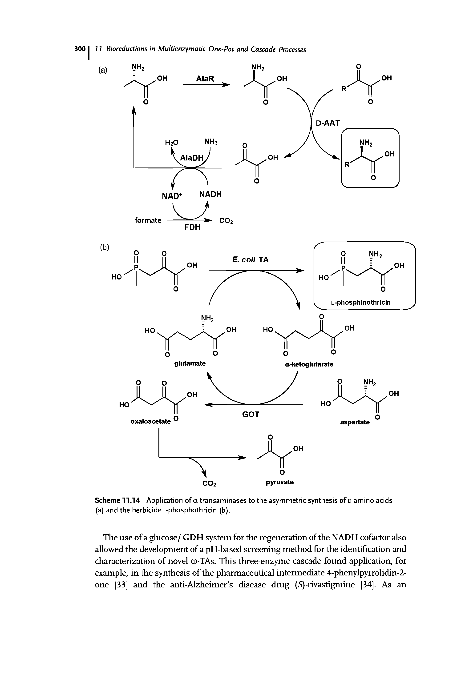 Scheme 11.14 Application ofa-transaminases to the asymmetric synthesis of o-amino acids (a) and the herbicide L-phosphothricin (b).