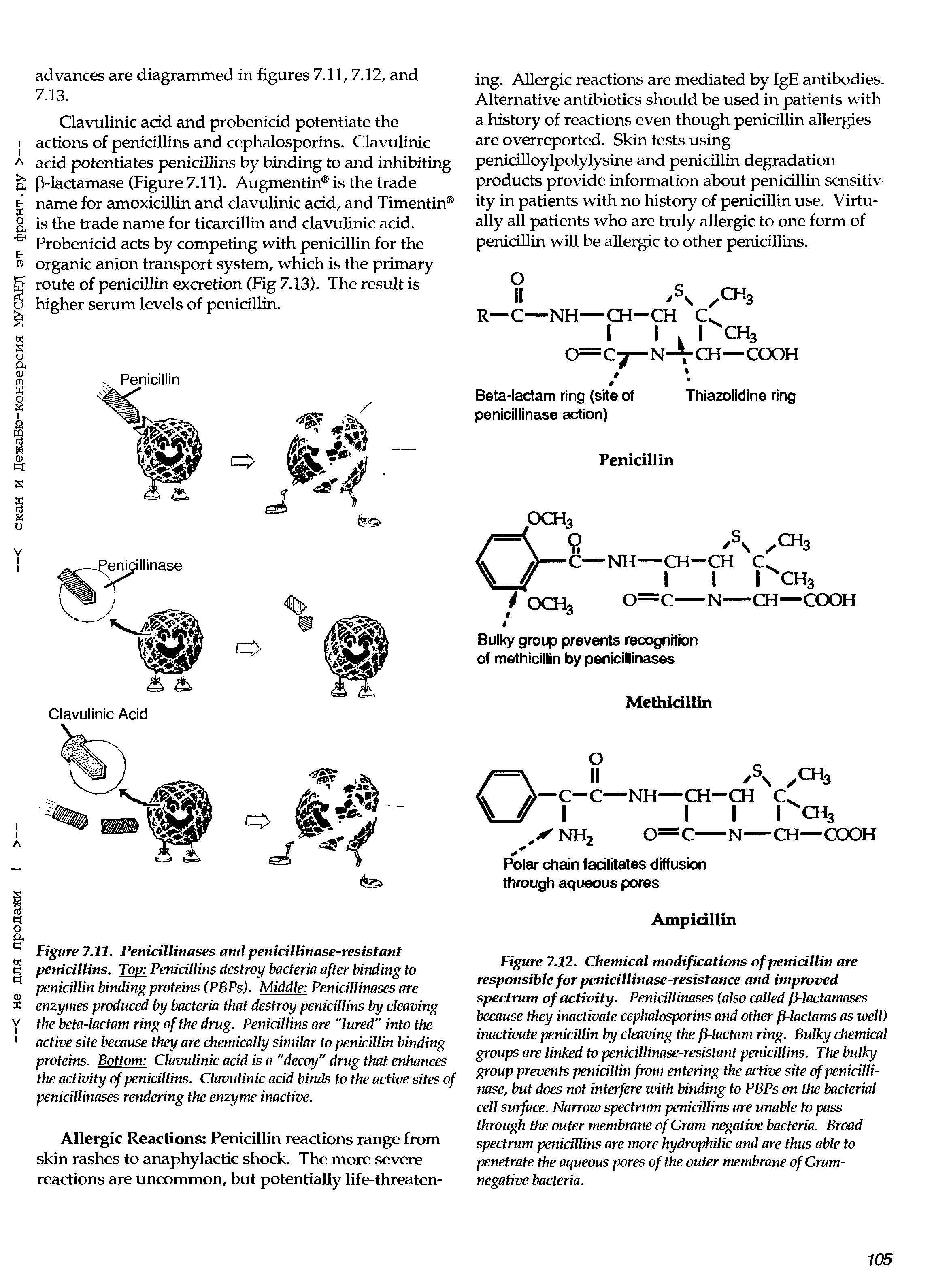 Figure 7.11. Penicillinases and penicillinase-resistant penicillins. Top Penicillins destroy bacteria after binding to penicillin binding proteins (PBPs). Middle Penicillinases are enzymes produced by bacteria that destroy penicillins by cleaving the beta-lactam ring of the drug. Penicillins are "lured" into the active site because they are chemically similar to penicillin binding proteins. Bottom Clavulinic acid is a "decoy" drug that enhances the activity of penicillins. Clavulinic acid binds to the active sites of penicillinases rendering the enzyme inactive.