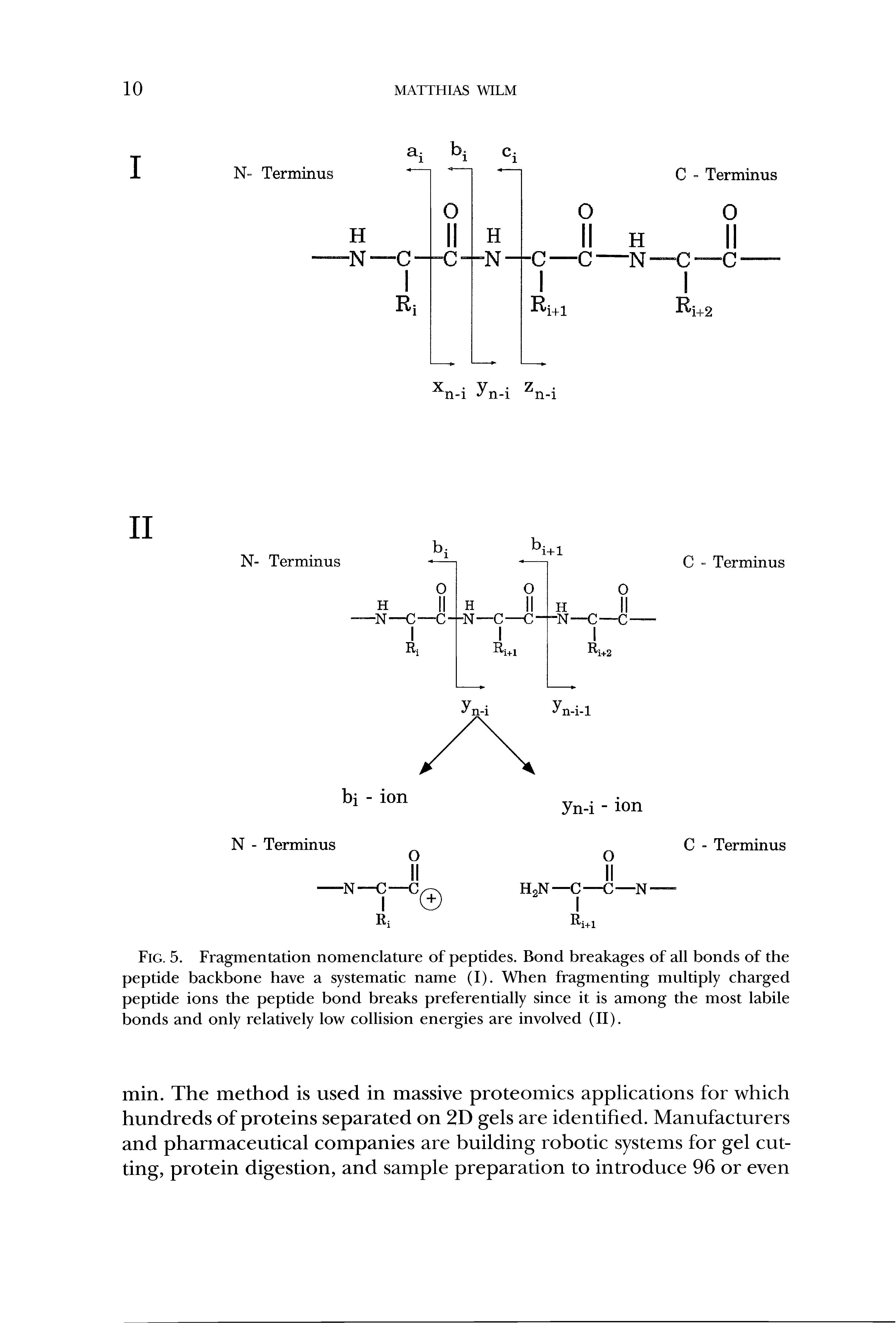 Fig. 5. Fragmentation nomenclature of peptides. Bond breakages of all bonds of the peptide backbone have a systematic name (I). When fragmenting multiply charged peptide ions the peptide bond breaks preferentially since it is among the most labile bonds and only relatively low collision energies are involved (II).