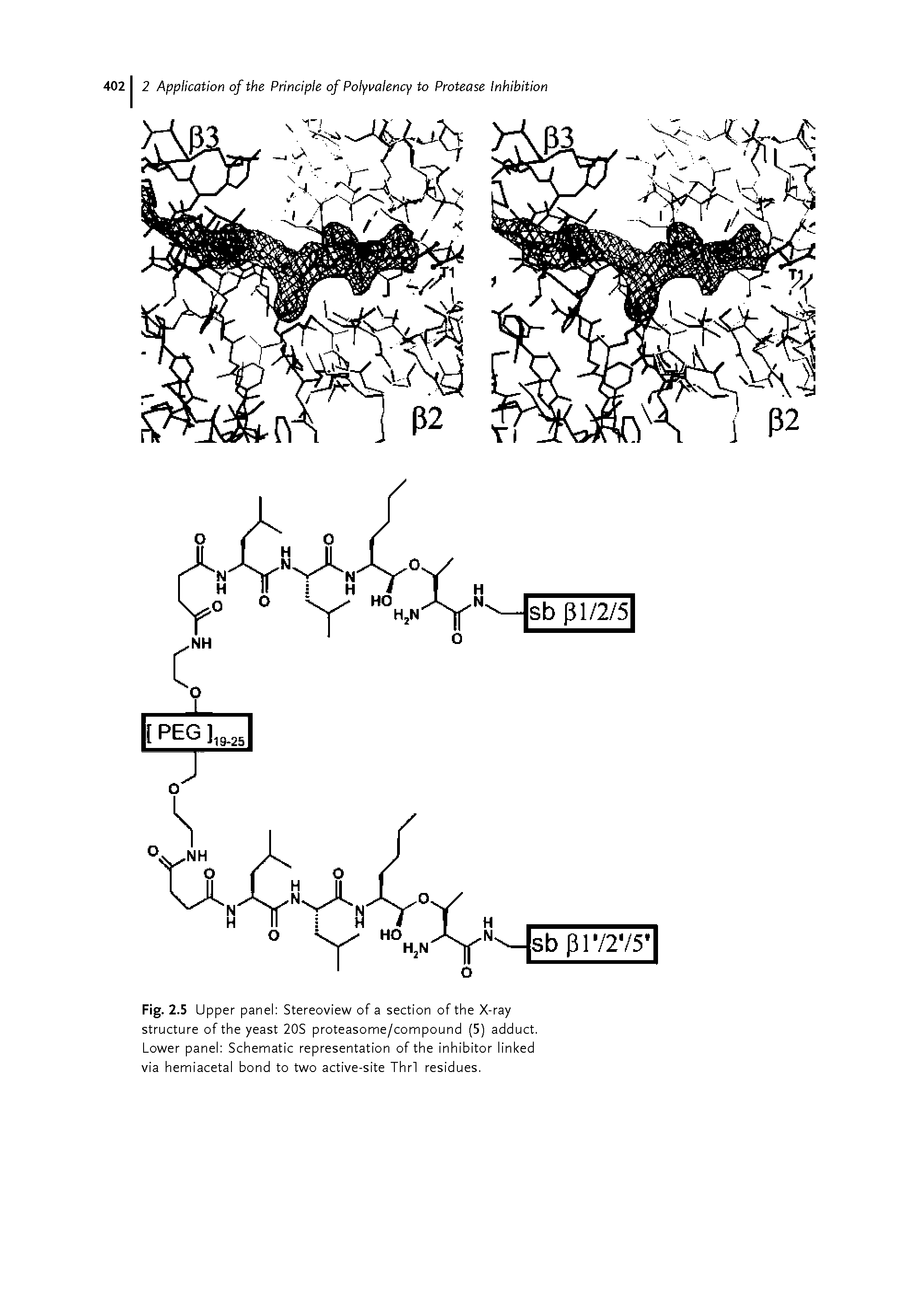 Fig. 2.5 Upper panel Stereoview of a section of the X-ray structure of the yeast 20S proteasome/compound (5) adduct. Lower panel Schematic representation of the inhibitor linked via hemiacetal bond to two active-site Thrl residues.