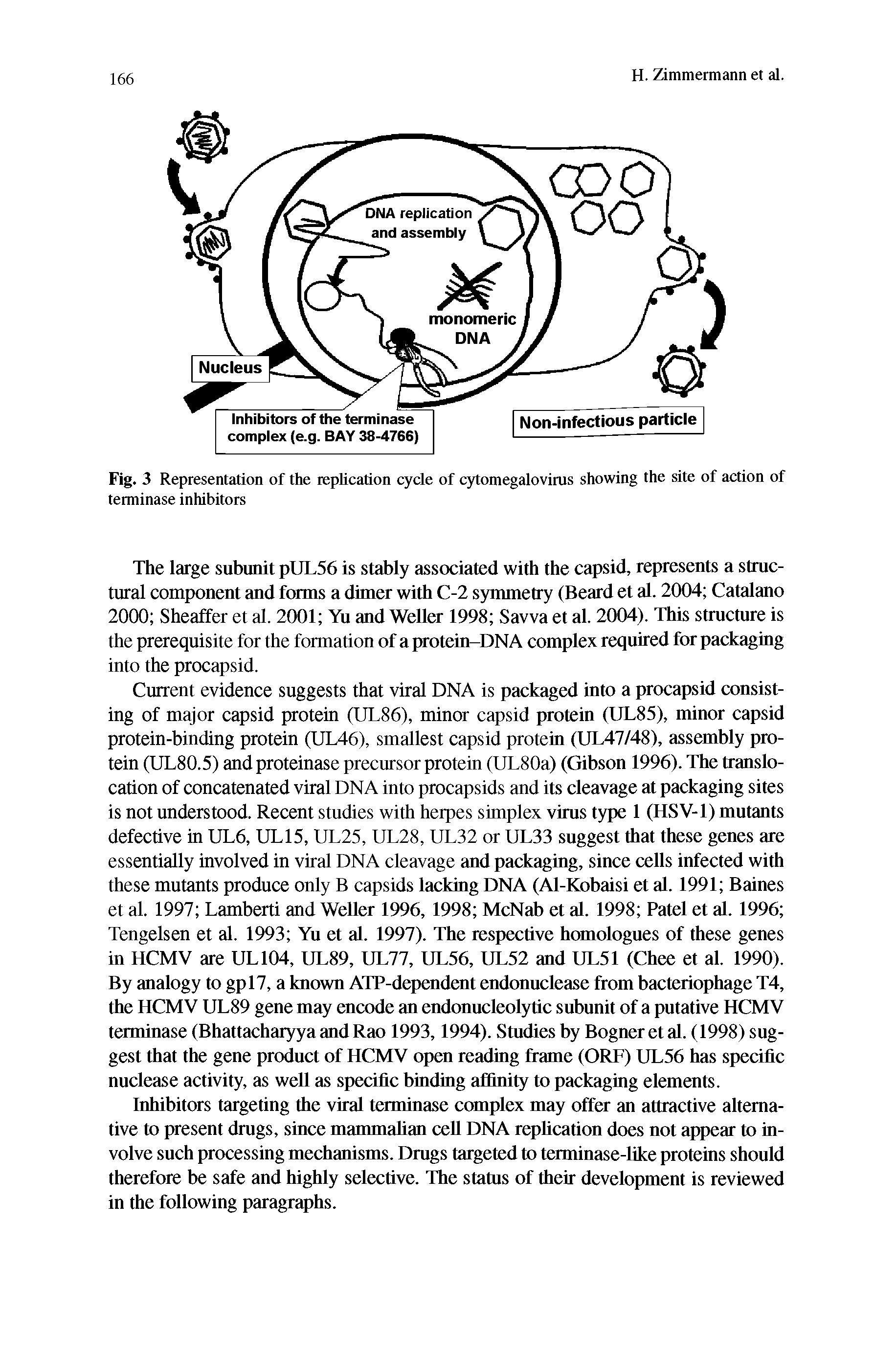 Fig. 3 Representation of the replication cycle of cytomegalovirus showing the site of action of terminase inhibitors...