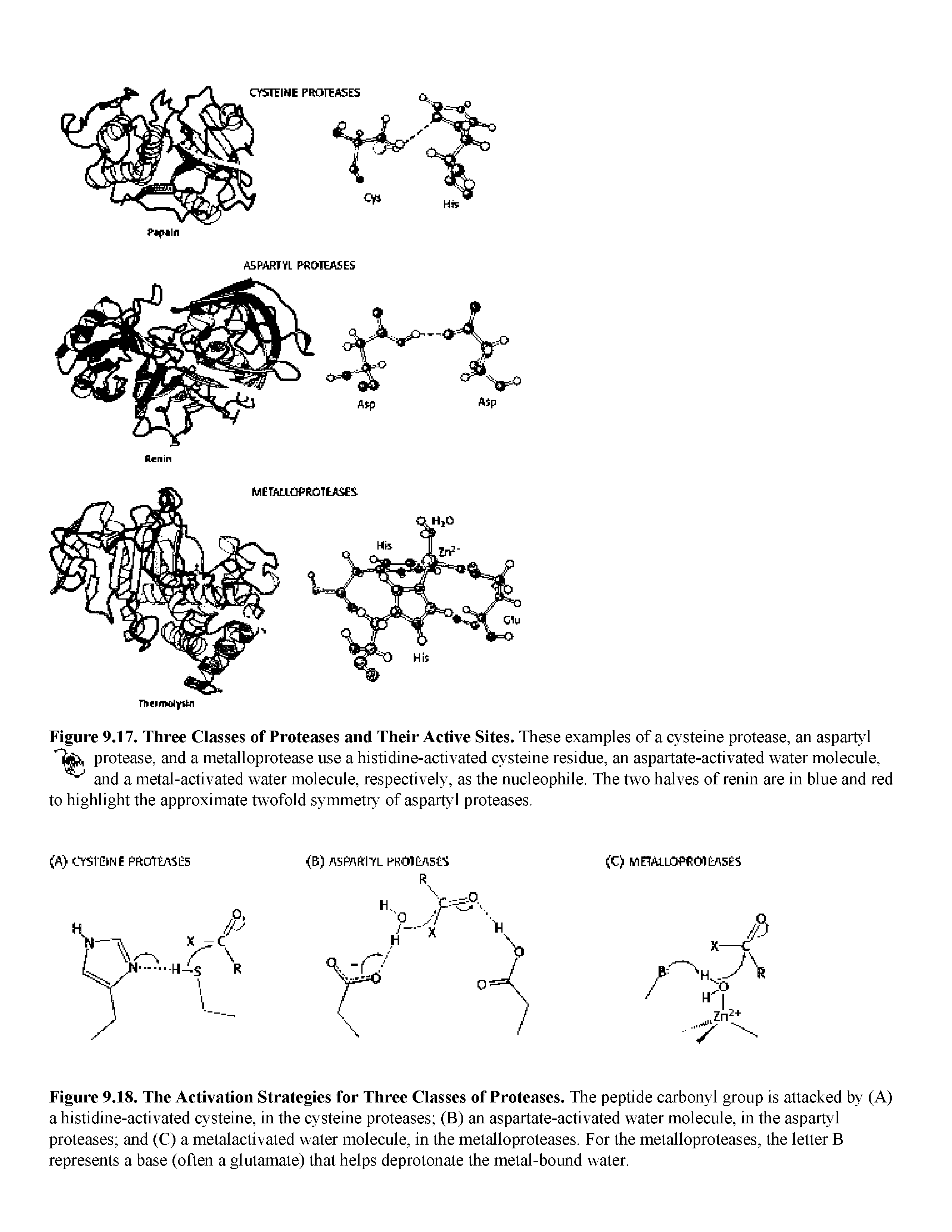 Figure 9.17. Three Classes of Proteases and Their Active Sites. These examples of a cysteine protease, an aspartyl protease, and a metalloprotease use a histidine-activated cysteine residue, an aspartate-activated water molecule, and a metal-activated water molecule, respectively, as the nucleophile. The two halves of renin are in blue and red to highlight the approximate twofold symmetry of aspartyl proteases.