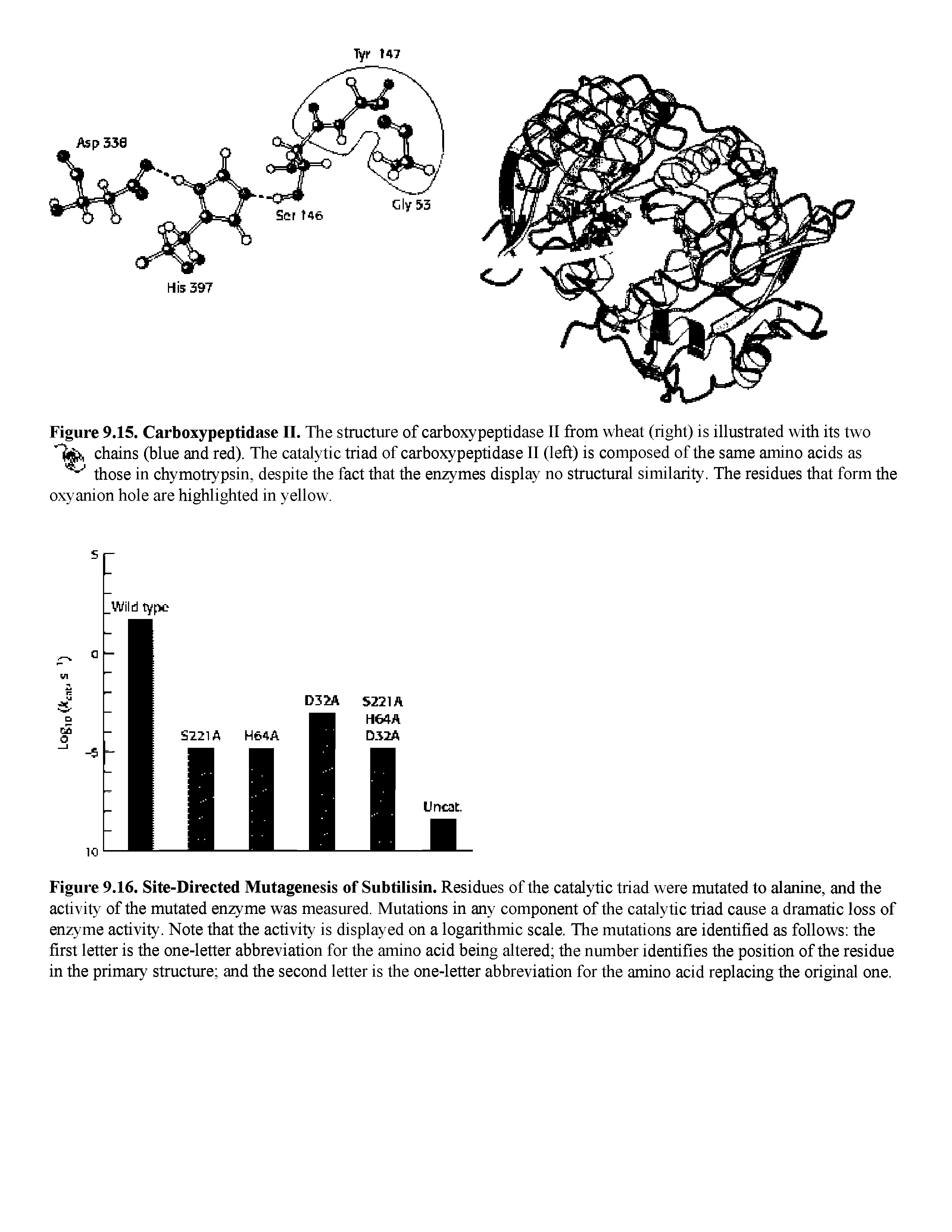 Figure 9.16. Site-Directed Mutagenesis of Subtilisin. Residues of the catalytic triad were mutated to alanine, and the activity of the mutated enzyme was measured. Mutations in any component of the catalytic triad cause a dramatic loss of enzyme activity. Note that the activity is displayed on a logarithmic scale. The mutations are identified as follows the first letter is the one-letter abbreviation for the amino acid being altered the number identifies the position of the residue in the primary structure and the second letter is the one-letter abbreviation for the amino acid replacing the original one.