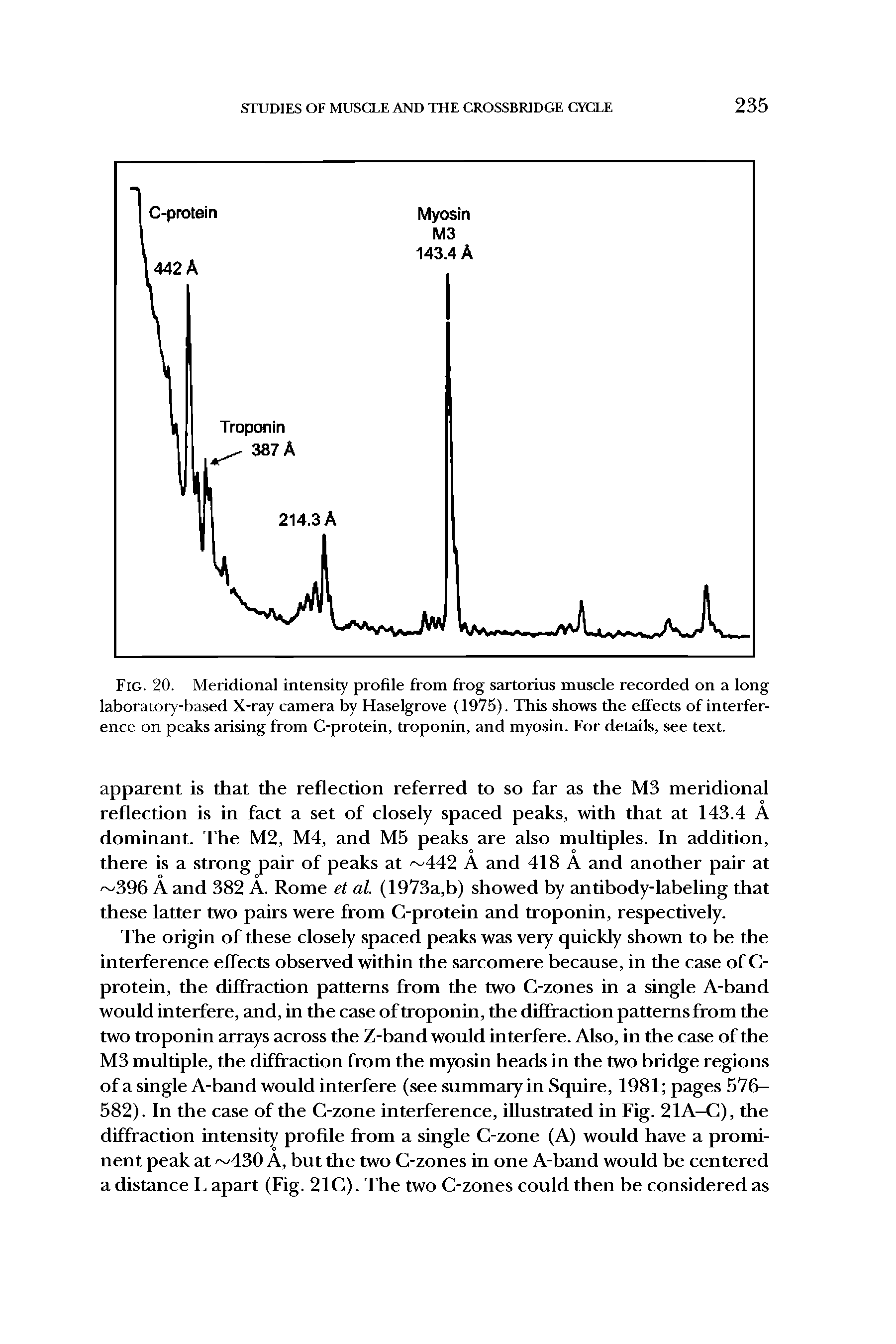 Fig. 20. Meridional intensity profile from frog sartorius muscle recorded on a long laboratory-based X-ray camera by Haselgrove (1975). This shows the effects of interference on peaks arising from C-protein, troponin, and myosin. For details, see text.