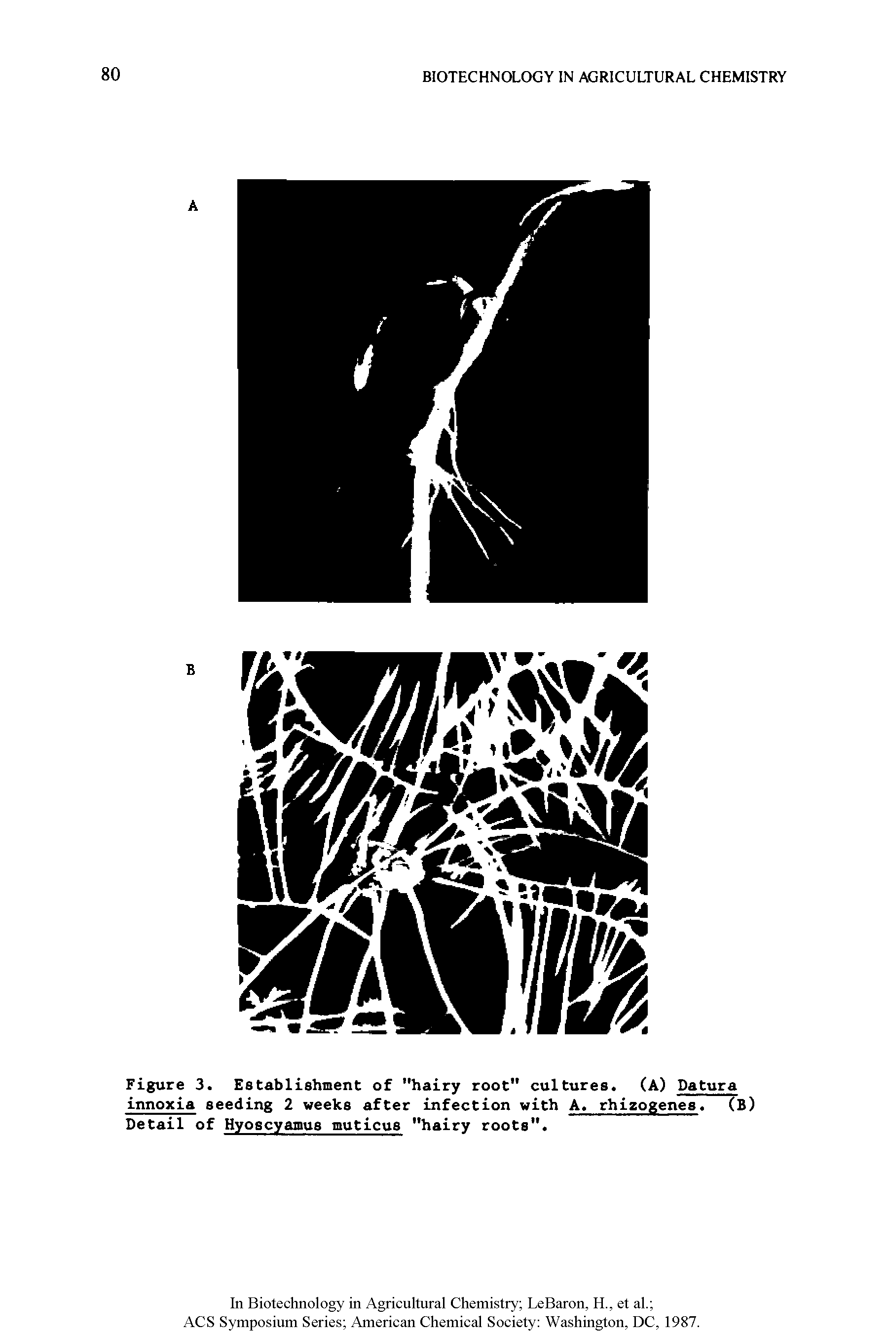 Figure 3. Establishment of "hairy root" cultures. (A) Datura innoxia seeding 2 weeks after infection with A. rhizogenes. (B) Detail of Hyoscyamus muticus "hairy roots".