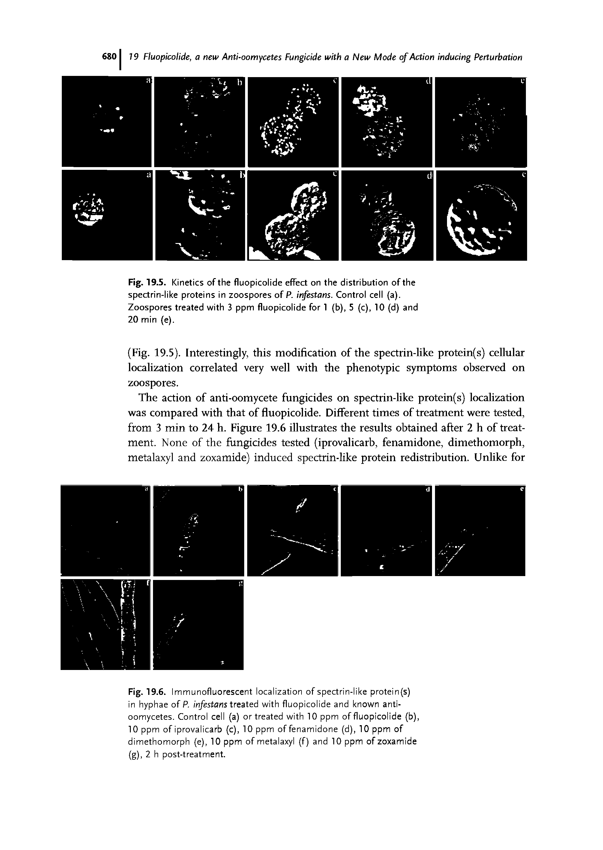 Fig. 19.5. Kinetics of the fluopicolide effect on the distribution of the spectrin-like proteins in zoospores of P. irfestans. Control cell (a).