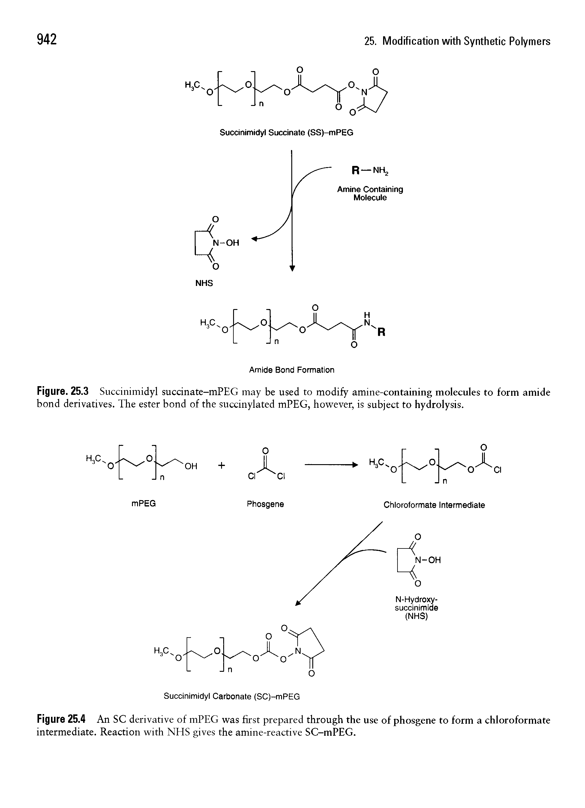 Figure. 25.3 Succinimidyl succinate-mPEG may be used to modify amine-containing molecules to form amide bond derivatives. The ester bond of the succinylated mPEG, however, is subject to hydrolysis.
