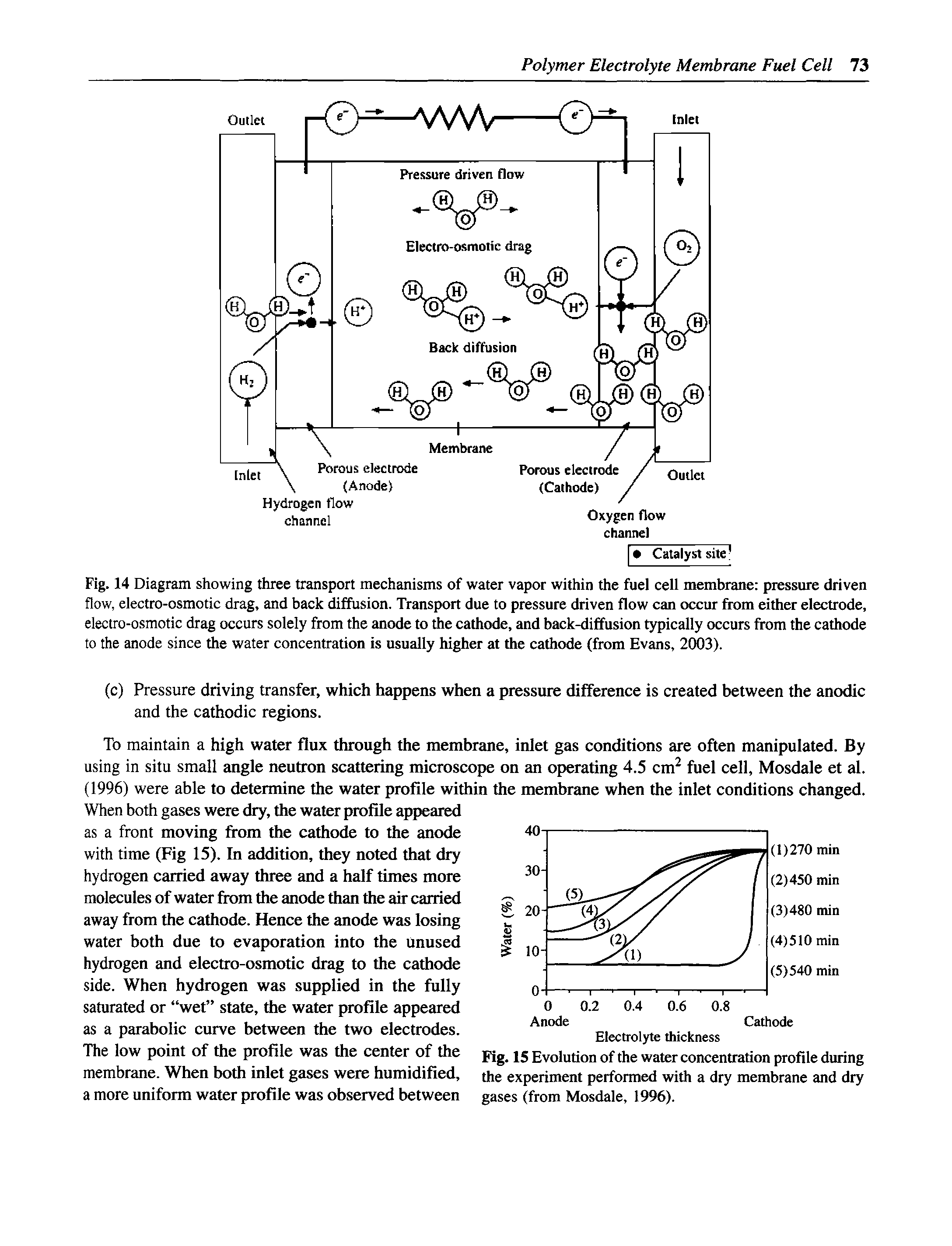 Fig. 14 Diagram showing three transport mechanisms of water vapor within the fuei cell membrane pressure driven flow, electro-osmotic drag, and back diffusion. Transport due to pressure driven flow can occur flnm either electrode, electro-osmotic drag occurs solely from the anode to the cathode, and back-diffusion typically occurs from the cathode to the anode since the water concentration is usually higher at the cathode (from Evans, 2003).