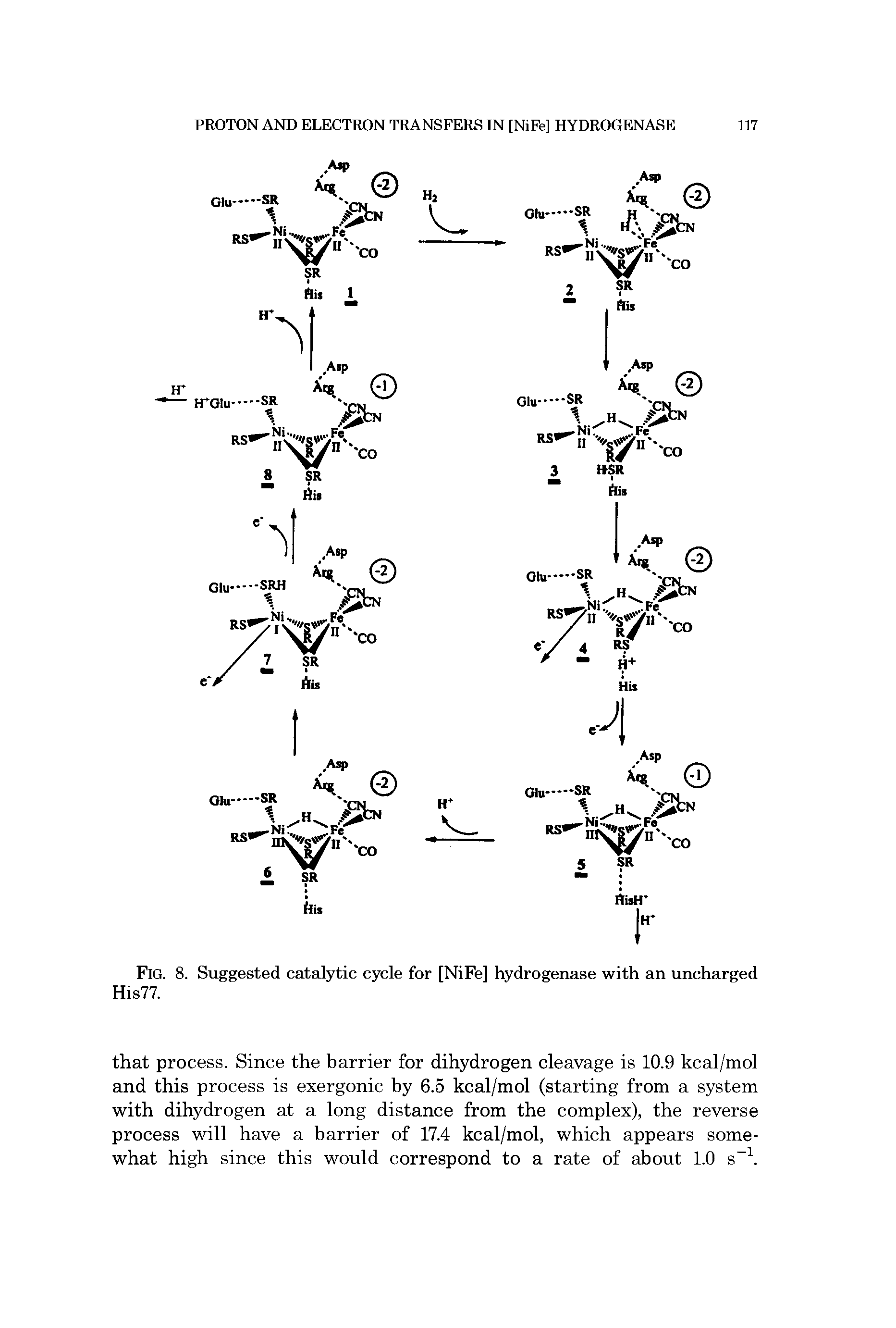 Fig. 8. Suggested catalytic cycle for [NiFe] hydrogenase with an uncharged His77.