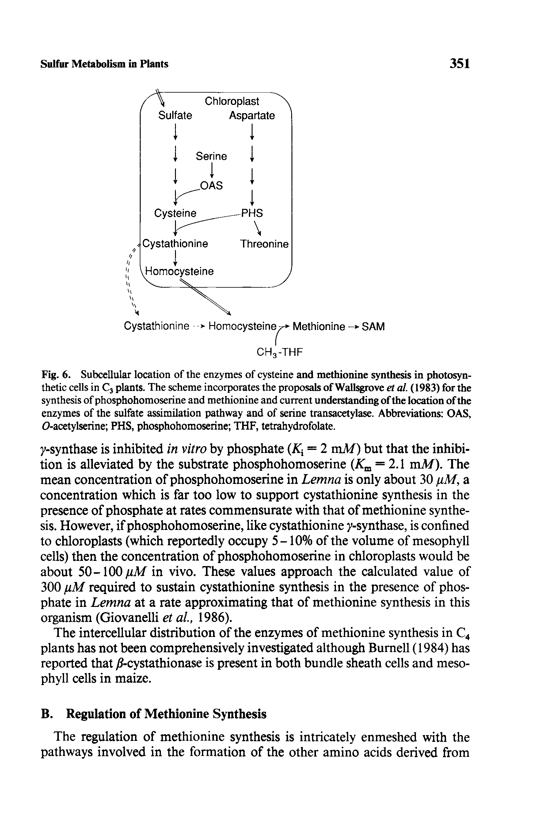 Fig. 6. Subcellular location of the enzymes of cysteine and methionine synthesis in photosynthetic cells in C3 plants. The scheme incorporates the proposals of Wallsgrove et al. (1983) for the synthesis of phosphohomoserine and methionine and current understanding of the location of the enzymes of the sulfate assimilation pathway and of serine transacetylase. Abbreviations OAS, 0-acetylserine PHS, phosphohomoserine THF, tetrahydrofolate.