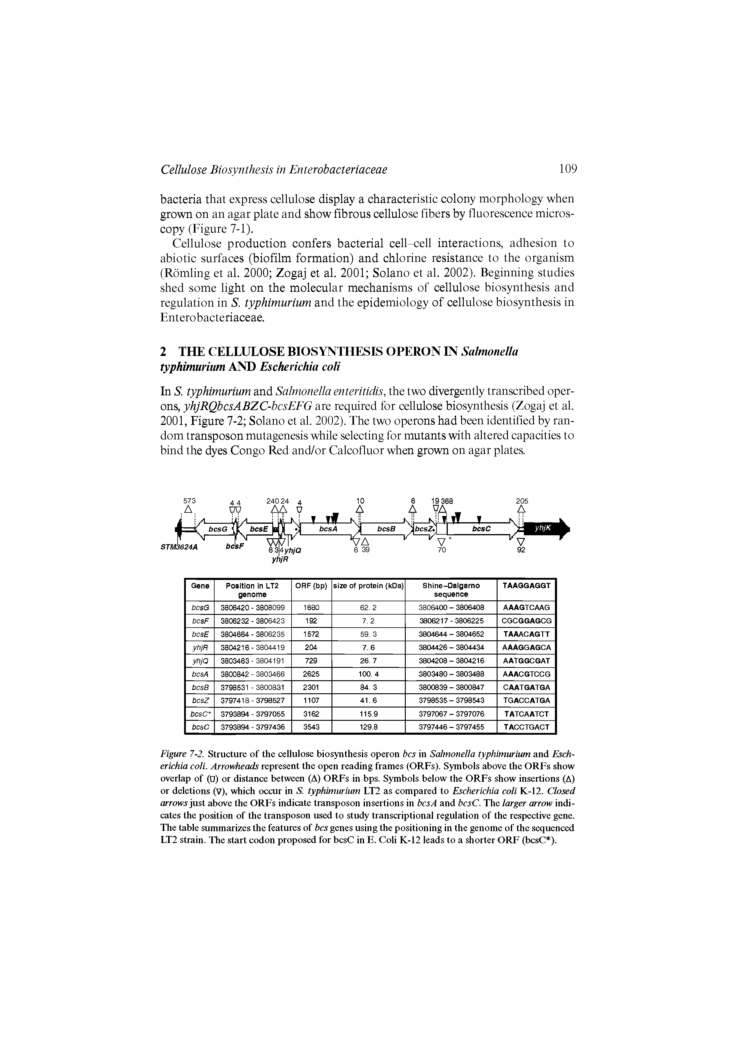 Figure 7-2. Structure of the cellulose biosynthesis operon bcs in Salmonella typhimurium and Escherichia coli. Arrowheads represent the open reading frames (ORFs). Symbols above the ORFs show overlap of (D) or distance between (A) ORFs in bps. Symbols below the ORFs show insertions (A) or deletions (V), which occur in S. typhimurium LT2 as compared to Escherichia coli K-12. Closed arrow5 just above the ORFs indicate transposon insertions in bcsA and bcsC. The larger arrow indicates the position of the transposon used to study transcriptional regulation of the respective gene. The table summarizes the features of bcs genes using the positioning in the genome of the sequenced LT2 strain. The start codon proposed for bcsC in E. Coli K-12 leads to a shorter ORF (bcsC ).