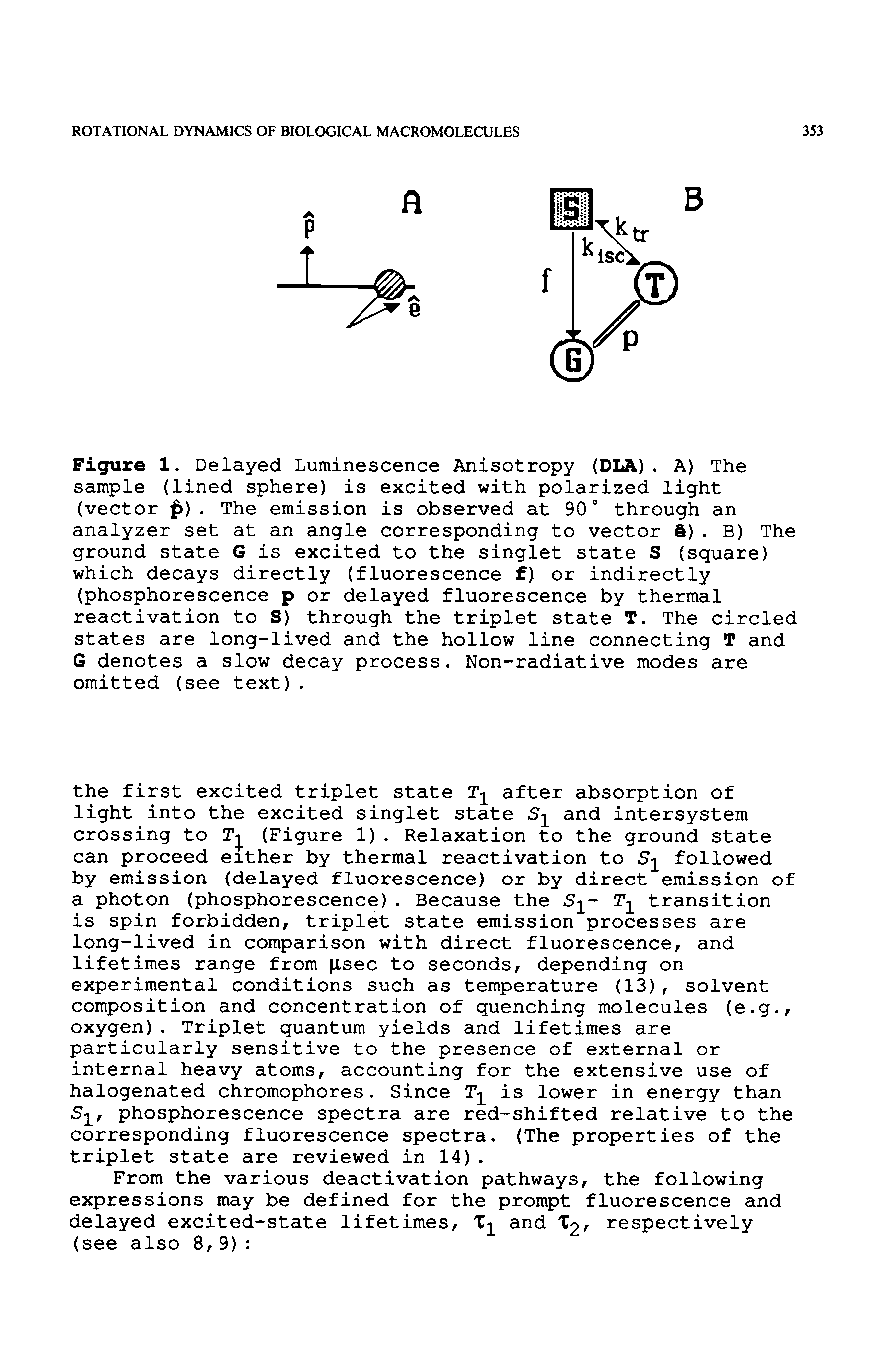 Figure 1. Delayed Luminescence Anisotropy (DIA). A) The sample (lined sphere) is excited with polarized light (vector. The emission is observed at 90" through an analyzer set at an angle corresponding to vector %). B) The ground state G is excited to the singlet state S (square) which decays directly (fluorescence f) or indirectly (phosphorescence p or delayed fluorescence by thermal reactivation to S) through the triplet state T. The circled states are long-lived and the hollow line connecting T and G denotes a slow decay process. Non-radiative modes are omitted (see text).