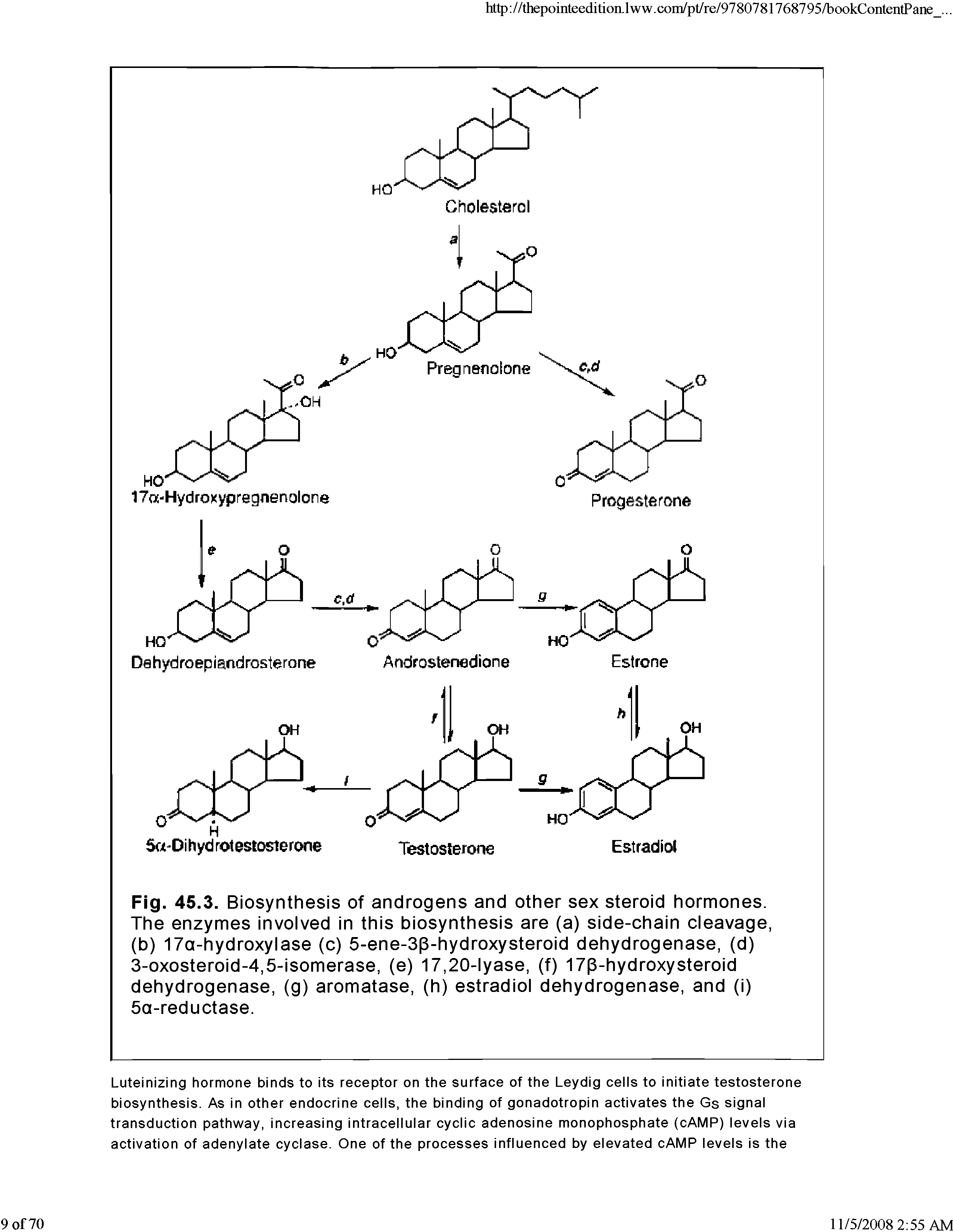 Fig. 45.3. Biosynthesis of androgens and other sex steroid hormones. The enzymes involved in this biosynthesis are (a) side-chain cleavage, (b) 17a-hydroxylase (c) 5-ene-3(3-hydroxysteroid dehydrogenase, (d) 3-oxosteroid-4,5-isomerase, (e) 17,20-lyase, (f) 17(3-hydroxysteroid dehydrogenase, (g) aromatase, (h) estradiol dehydrogenase, and (i) 5a-reductase.