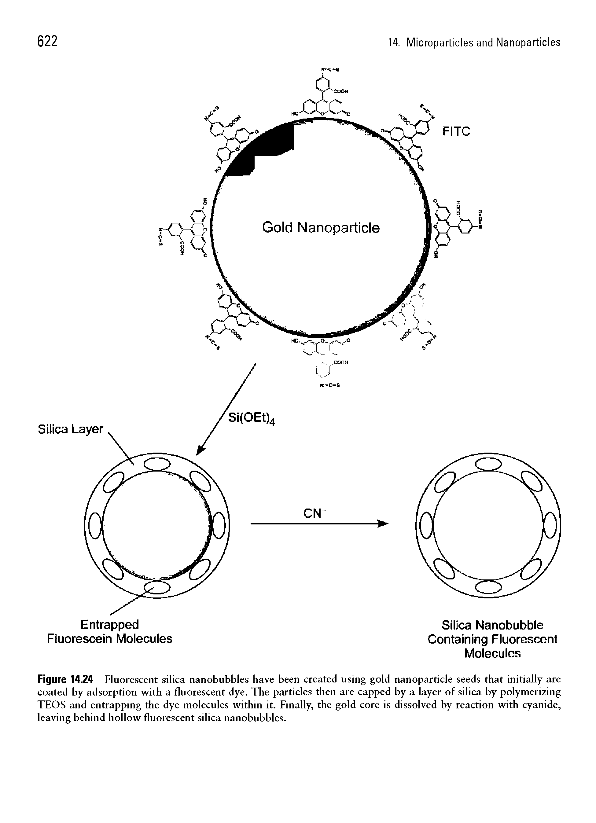 Figure 14.24 Fluorescent silica nanobubbles have been created using gold nanoparticle seeds that initially are coated by adsorption with a fluorescent dye. The particles then are capped by a layer of silica by polymerizing TEOS and entrapping the dye molecules within it. Finally, the gold core is dissolved by reaction with cyanide, leaving behind hollow fluorescent silica nanobubbles.