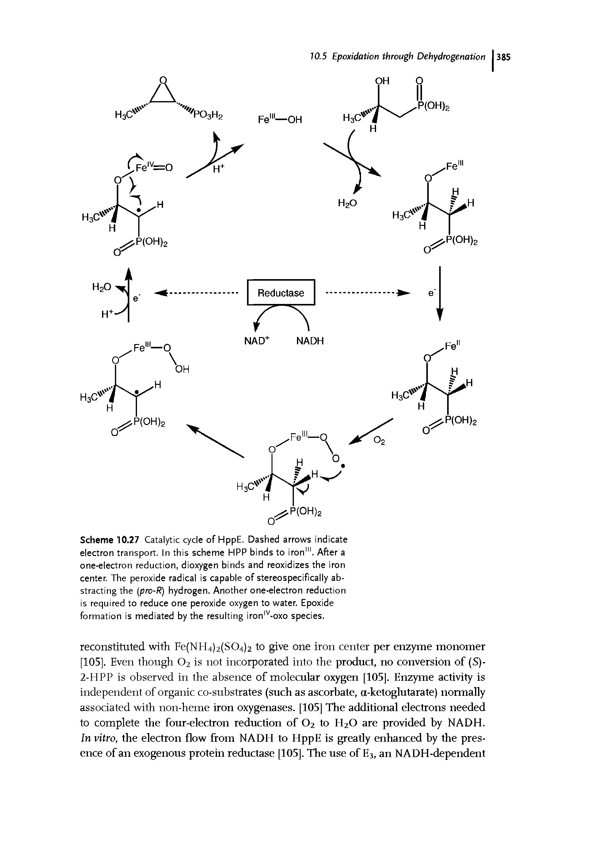 Scheme 10.27 Catalytic cycle of HppE. Dashed arrows indicate electron transport. In this scheme HPP binds to iron1". After a one-electron reduction, dioxygen binds and reoxidizes the iron center. The peroxide radical is capable of stereospecifically abstracting the (pro-R) hydrogen. Another one-electron reduction is required to reduce one peroxide oxygen to water. Epoxide formation is mediated by the resulting ironlv-oxo species.