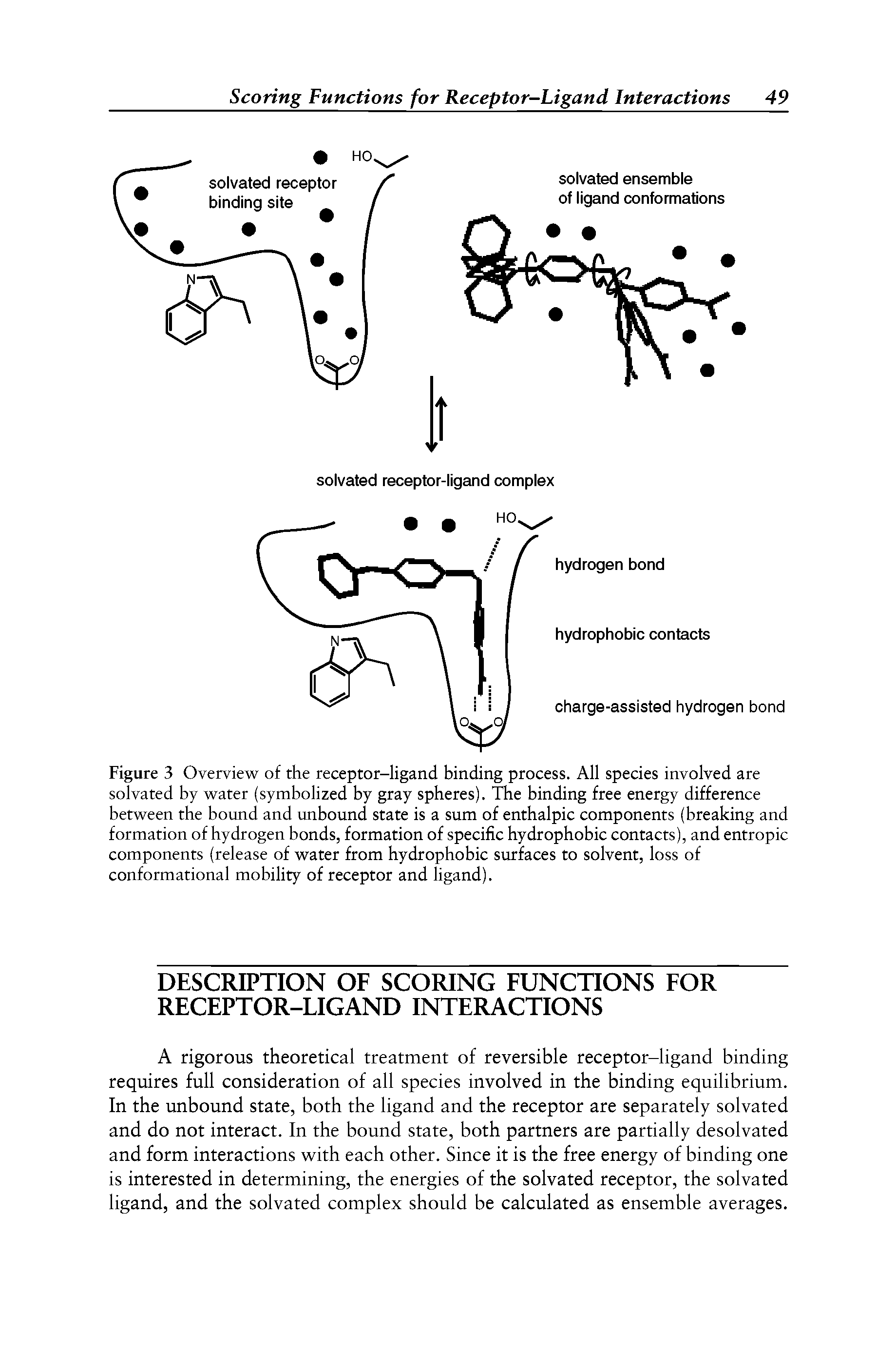 Figure 3 Overview of the receptor-ligand binding process. All species involved are solvated by water (symbolized by gray spheres). The binding free energy difference between the bound and unbound state is a sum of enthalpic components (breaking and formation of hydrogen bonds, formation of specific hydrophobic contacts), and entropic components (release of water from hydrophobic surfaces to solvent, loss of conformational mobility of receptor and ligand).