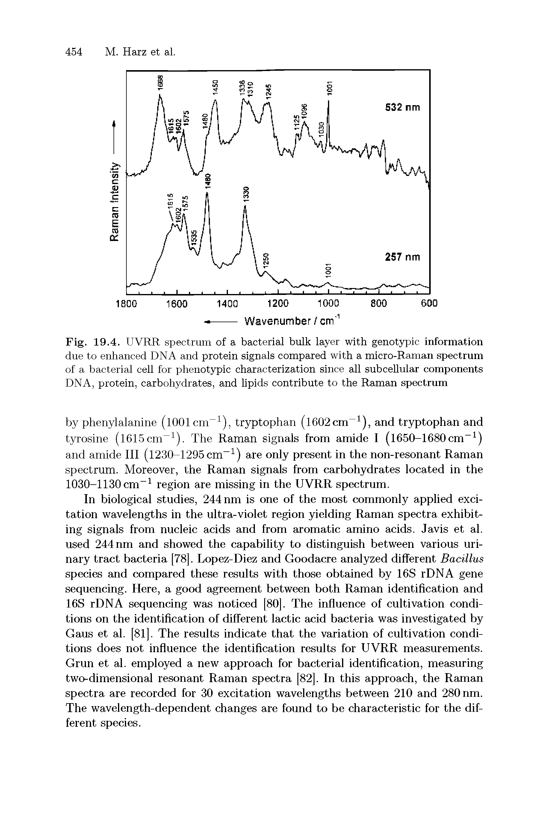 Fig. 19.4. UVRR spectrum of a bacterial bulk layer with genotypic information due to enhanced DNA and protein signals compared with a micro-Raman spectrum of a bacterial cell for phenotypic characterization since all subcellular components DNA, protein, carbohydrates, and lipids contribute to the Raman spectrum...