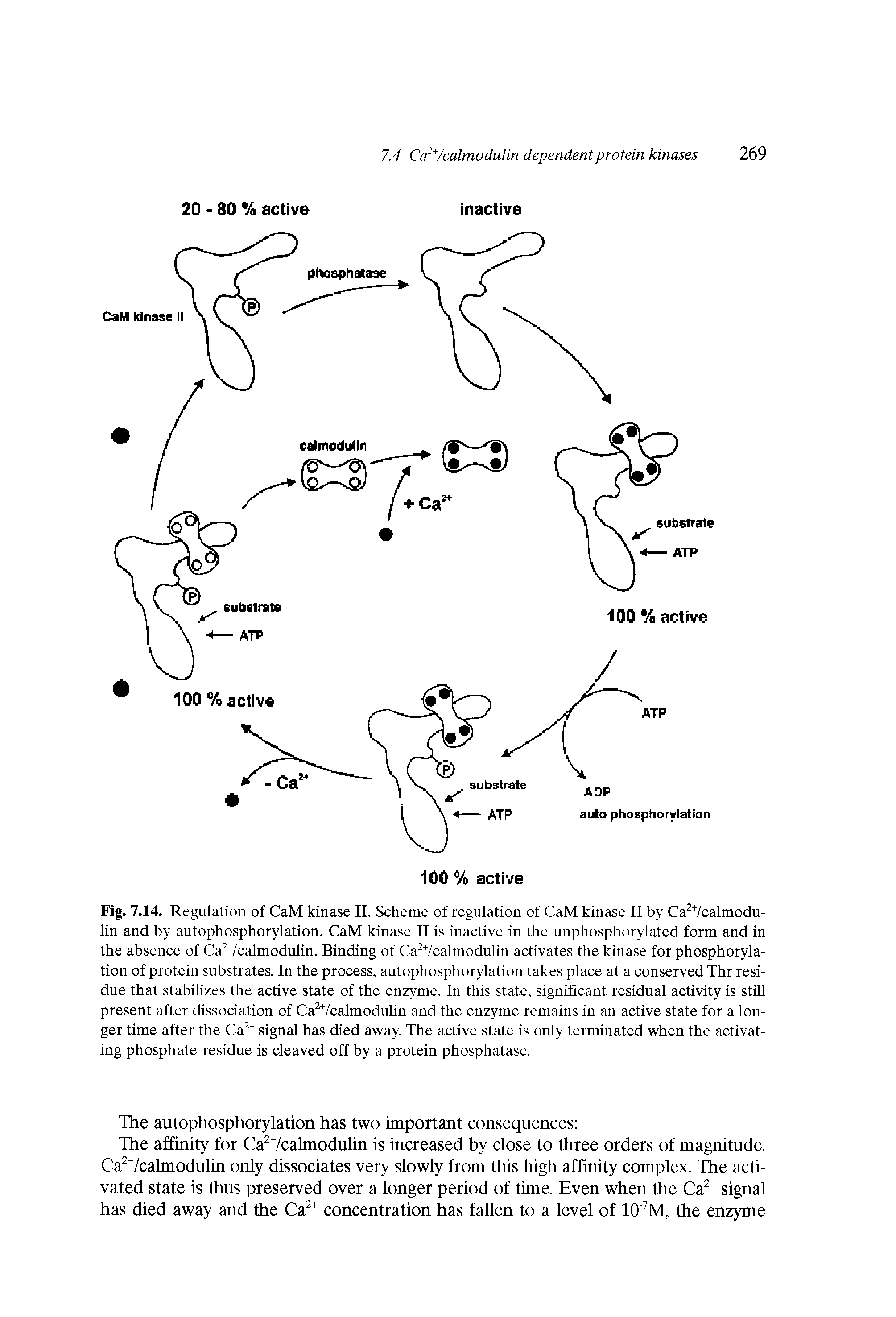 Fig. 7.14. Regulation of CaM kinase II. Scheme of regulation of CaM kinase II by Ca Vcalmodu-lin and by autophosphorylation. CaM kinase II is inactive in the unphosphorylated form and in the absence of Ca calmodulin. Binding of Ca Vcalmodulin activates the kinase for phosphorylation of protein substrates. In the process, autophosphorylation takes place at a conserved Thr residue that stabilizes the active state of the enzyme. In this state, significant residual activity is still present after dissociation of Ca Vcalmodulin and the enzyme remains in an active state for a longer time after the Ca signal has died away. The active state is only terminated when the activating phosphate residue is cleaved off by a protein phosphatase.