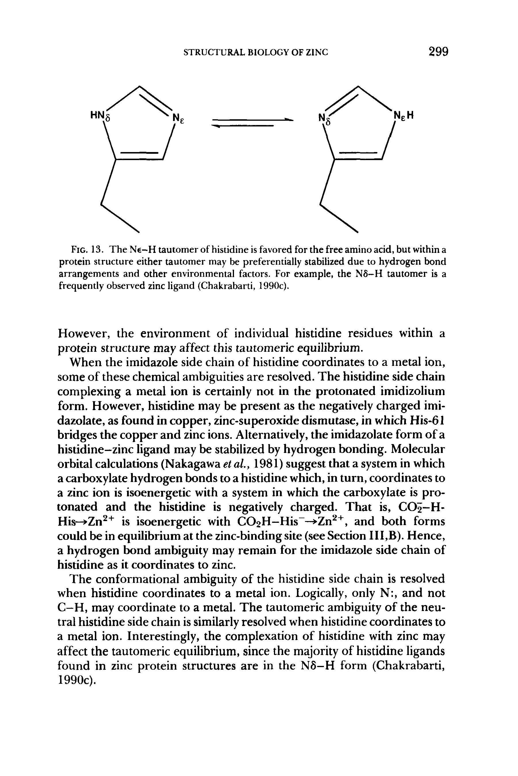 Fig. 13. The Ne-H tautomer of histidine is favored for the free amino acid, but within a protein structure either tautomer may be preferentially stabilized due to hydrogen bond arrangements and other environmental factors. For example, the NS-H tautomer is a frequently observed zinc ligand (Chakrabarti, 1990c).