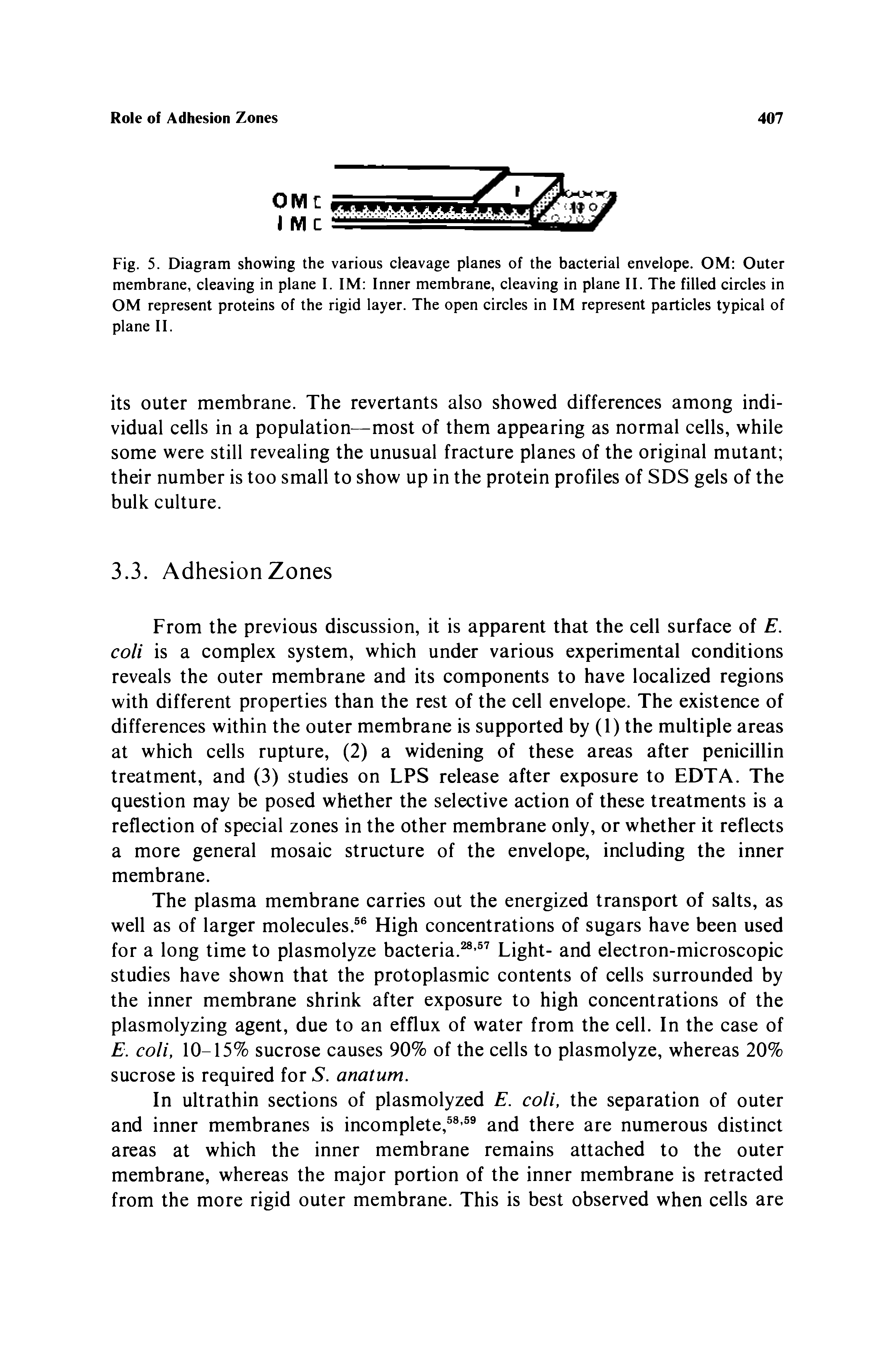 Fig. 5. Diagram showing the various cleavage planes of the bacterial envelope. OM Outer membrane, cleaving in plane I. IM Inner membrane, cleaving in plane II. The filled circles in OM represent proteins of the rigid layer. The open circles in IM represent particles typical of plane II.