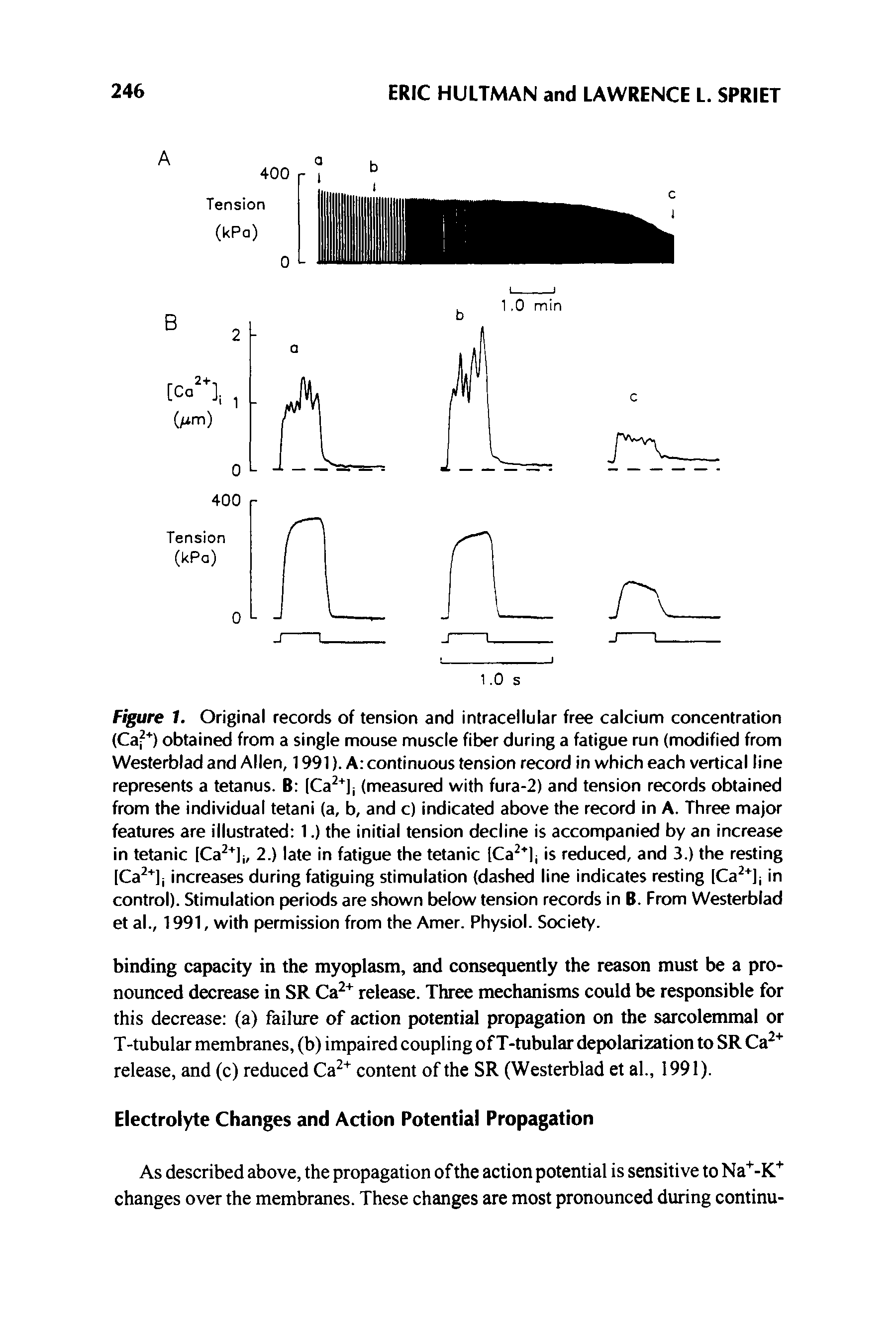 Figure 1. Original records of tension and intracellular free calcium concentration Caf ) obtained from a single mouse muscle fiber during a fatigue run (modified from Westerblad and Allen, 1991). A continuous tension record in which each vertical line represents a tetanus. B (Ca ] (measured with fura-2) and tension records obtained from the individual tetani (a, b, and c) indicated above the record in A. Three major features are illustrated 1.) the initial tension decline is accompanied by an increase in tetanic ICa li, 2.) late in fatigue the tetanic [Ca li is reduced, and 3.) the resting [Ca li increases during fatiguing stimulation (dashed line indicates resting [Ca ] in control). Stimulation periods are shown below tension records in B. From Westerblad et al., 1991, with permission from the Amer. Physiol. Society.