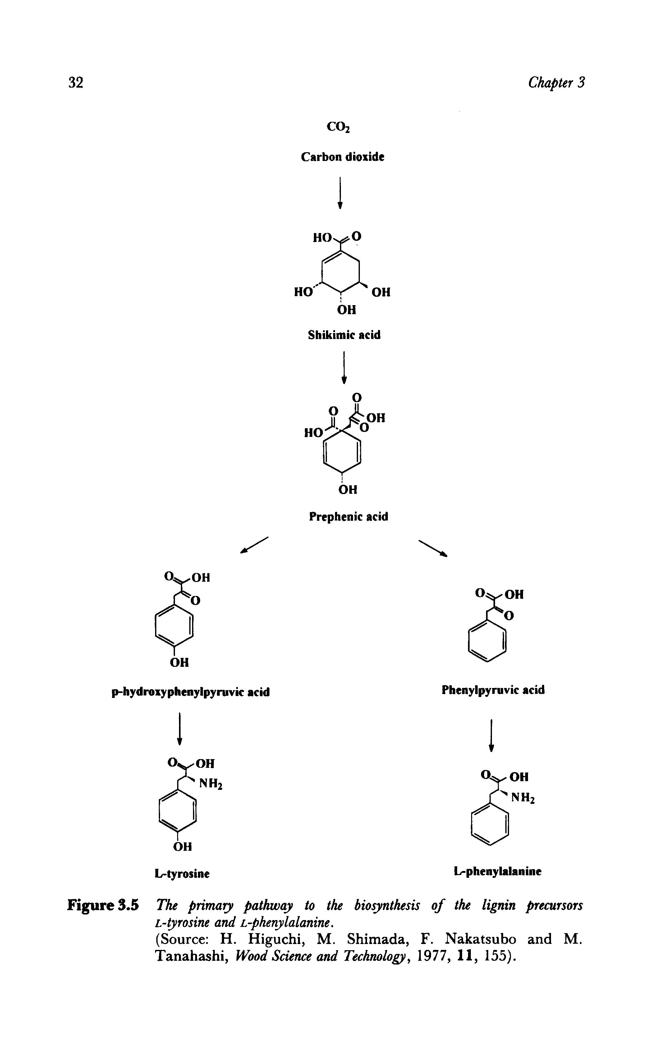 Figure 3.5 The primary pathway to the biosynthesis of the lignin precursors L-tyrosine and L-phenylalanine.