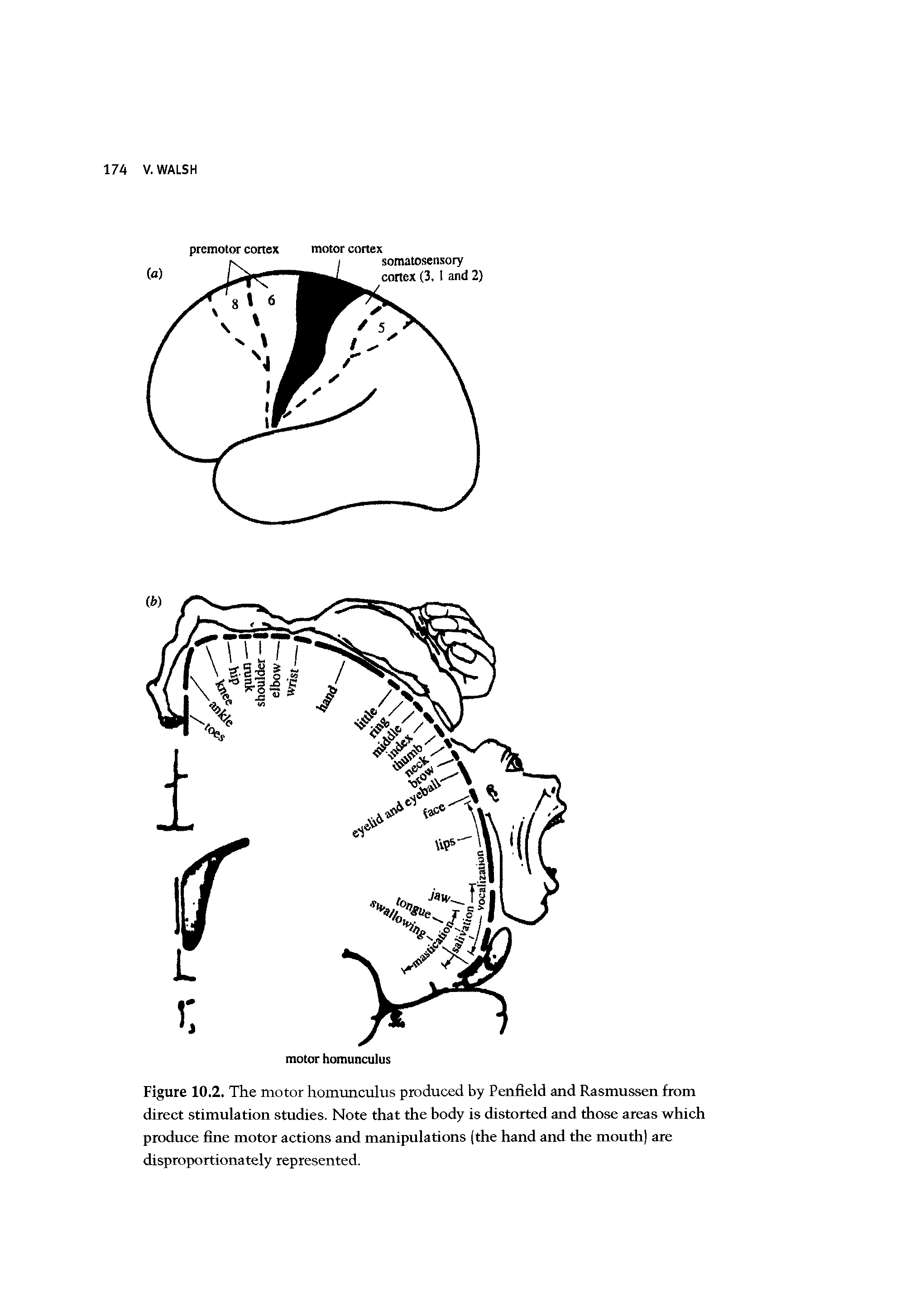 Figure 10.2. The motor homunculus produced by Penfleld and Rasmussen from direct stimulation studies. Note that the body is distorted and those areas which produce fine motor actions and manipulations (the hand and the mouth) are disproportionately represented.