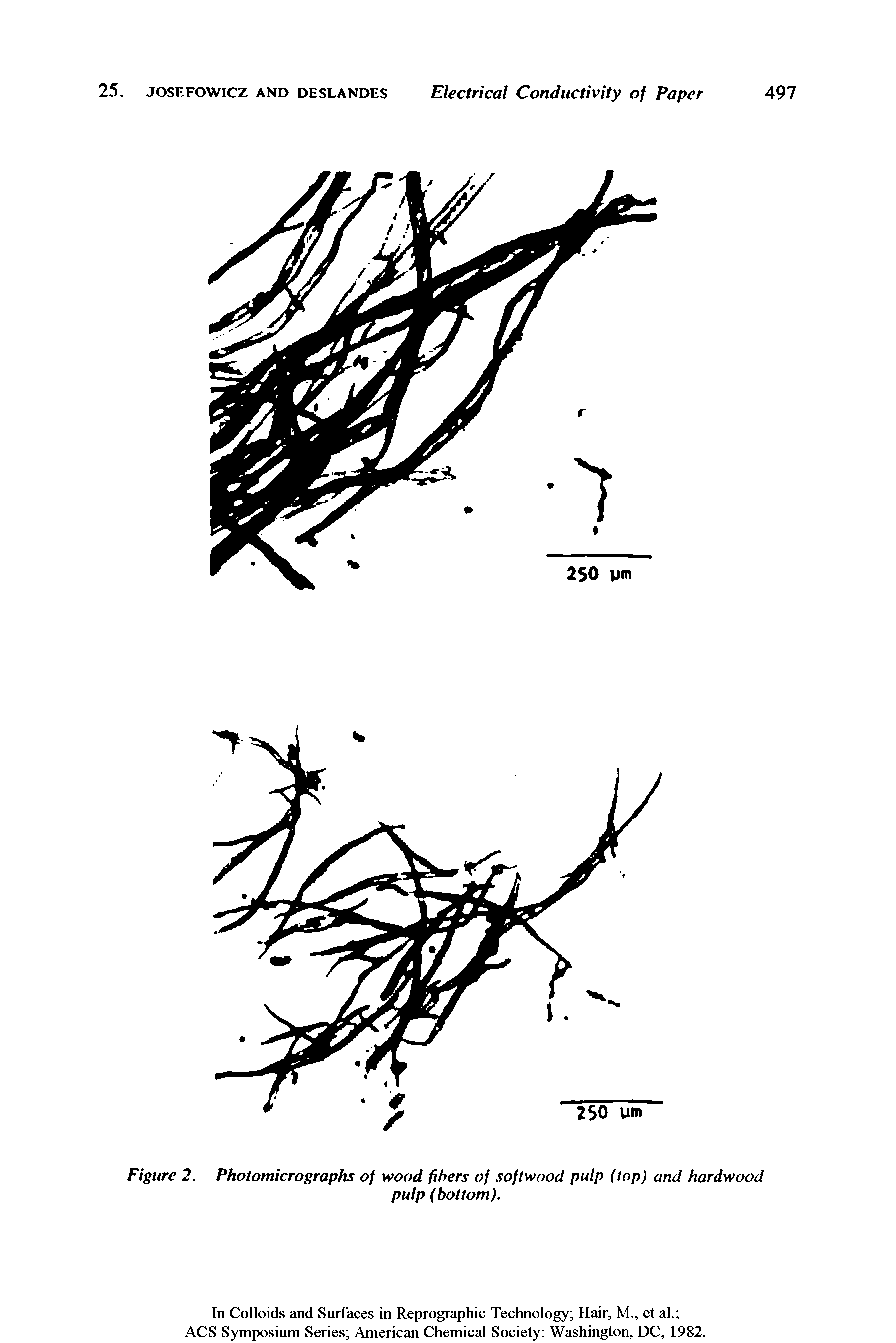 Figure 2. Photomicrographs of wood fibers of softwood pulp (top) and hardwood...