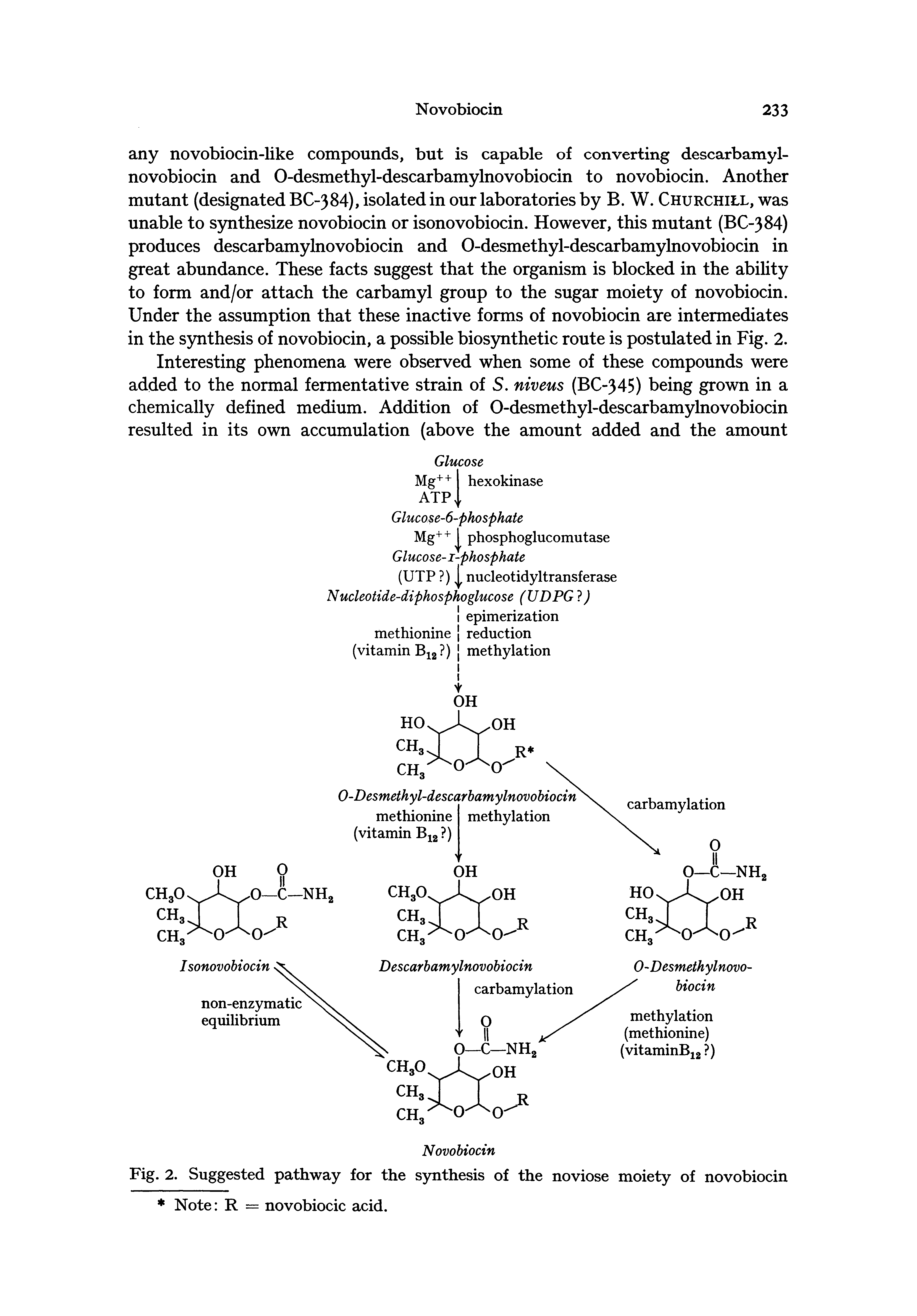 Fig. 2. Suggested pathway for the synthesis of the noviose moiety of novobiocin Note R = novobiocic acid.