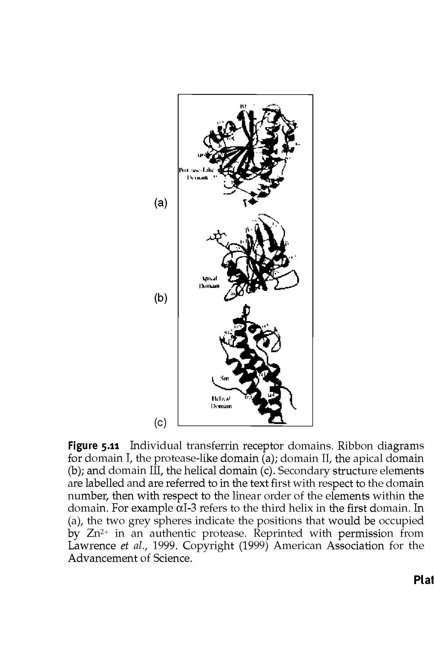 Figure 5.11 Individual transferrin receptor domains. Ribbon diagrams for domain I, the protease-like domain (a) domain II, the apical domain (b) and domain III, the helical domain (c). Secondary structure elements are labelled and are referred to in the text first with respect to the domain number, then with respect to the linear order of the elements within the domain. For example aI-3 refers to the third helix in the first domain. In (a), the two grey spheres indicate the positions that would be occupied by Zn2+ in an authentic protease. Reprinted with permission from Lawrence et ah, 1999. Copyright (1999) American Association for the Advancement of Science.