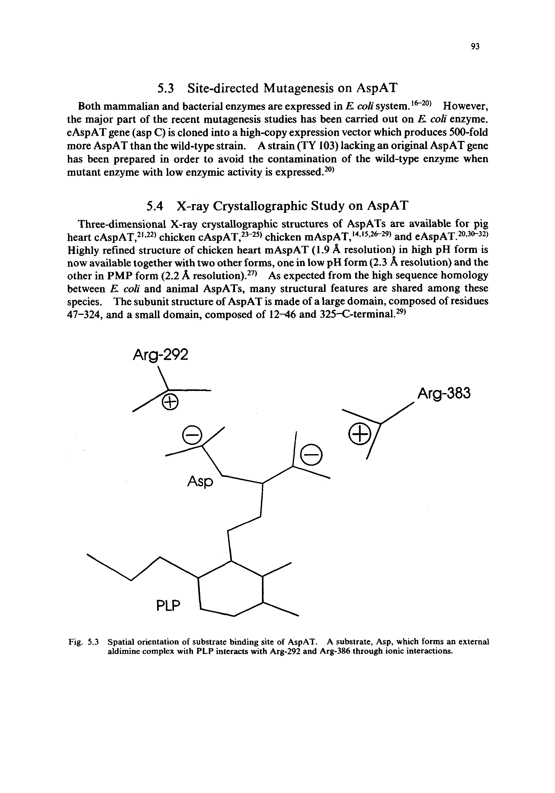 Fig. 5.3 Spatial orientation of substrate binding site of AspAT. A substrate, Asp, which forms an external aldimine complex with PLP interacts with Arg-292 and Arg-386 through ionic interactions.