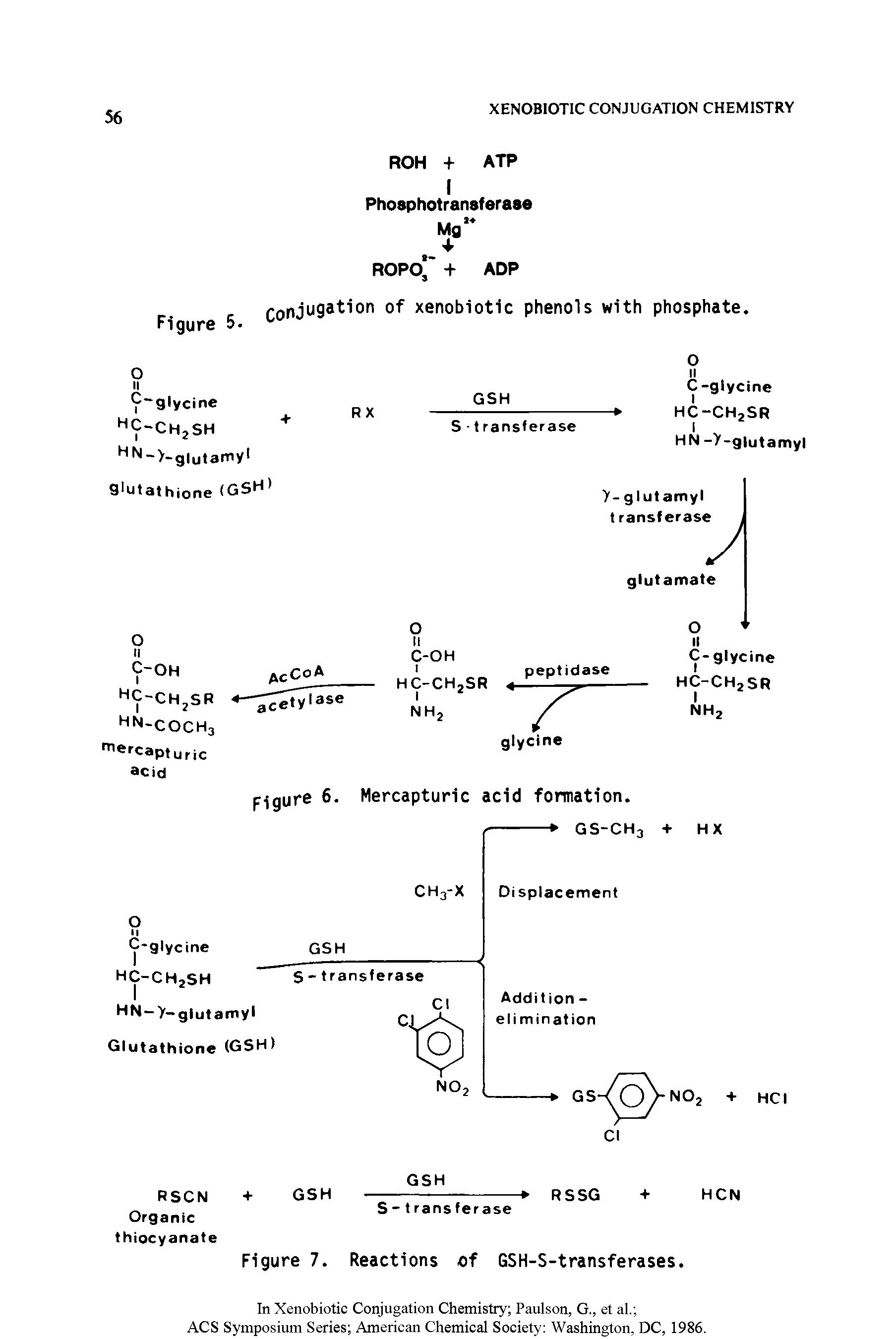 Figure 5. Conjugation of xenobiotic phenols with phosphate.