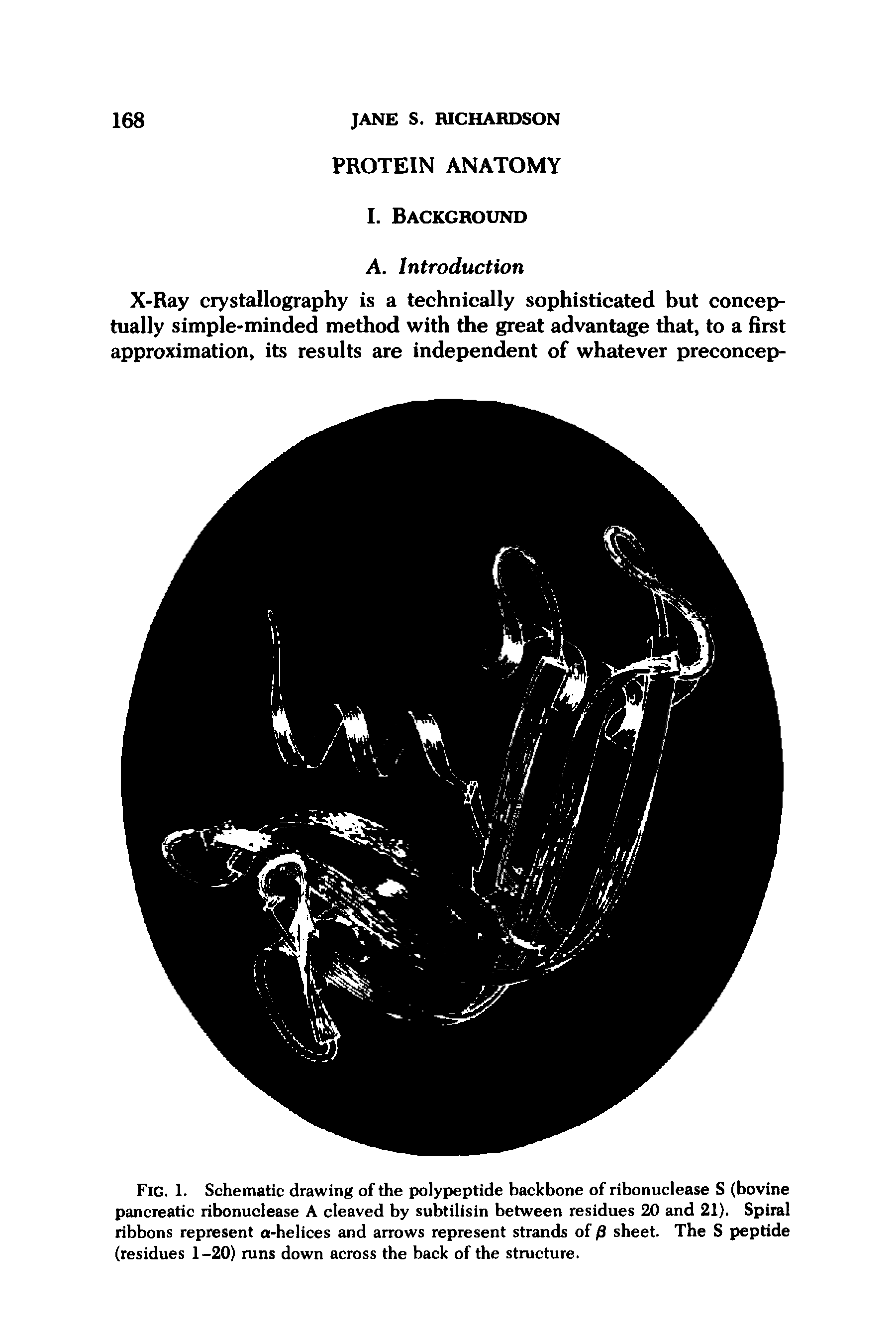 Fig. 1. Schematic drawing of the polypeptide backbone of ribonuclease S (bovine pancreatic ribonuclease A cleaved by subtilisin between residues 20 and 21). Spiral ribbons represent a-helices and arrows represent strands of /3 sheet. The S peptide (residues 1-20) runs down across the back of the structure.