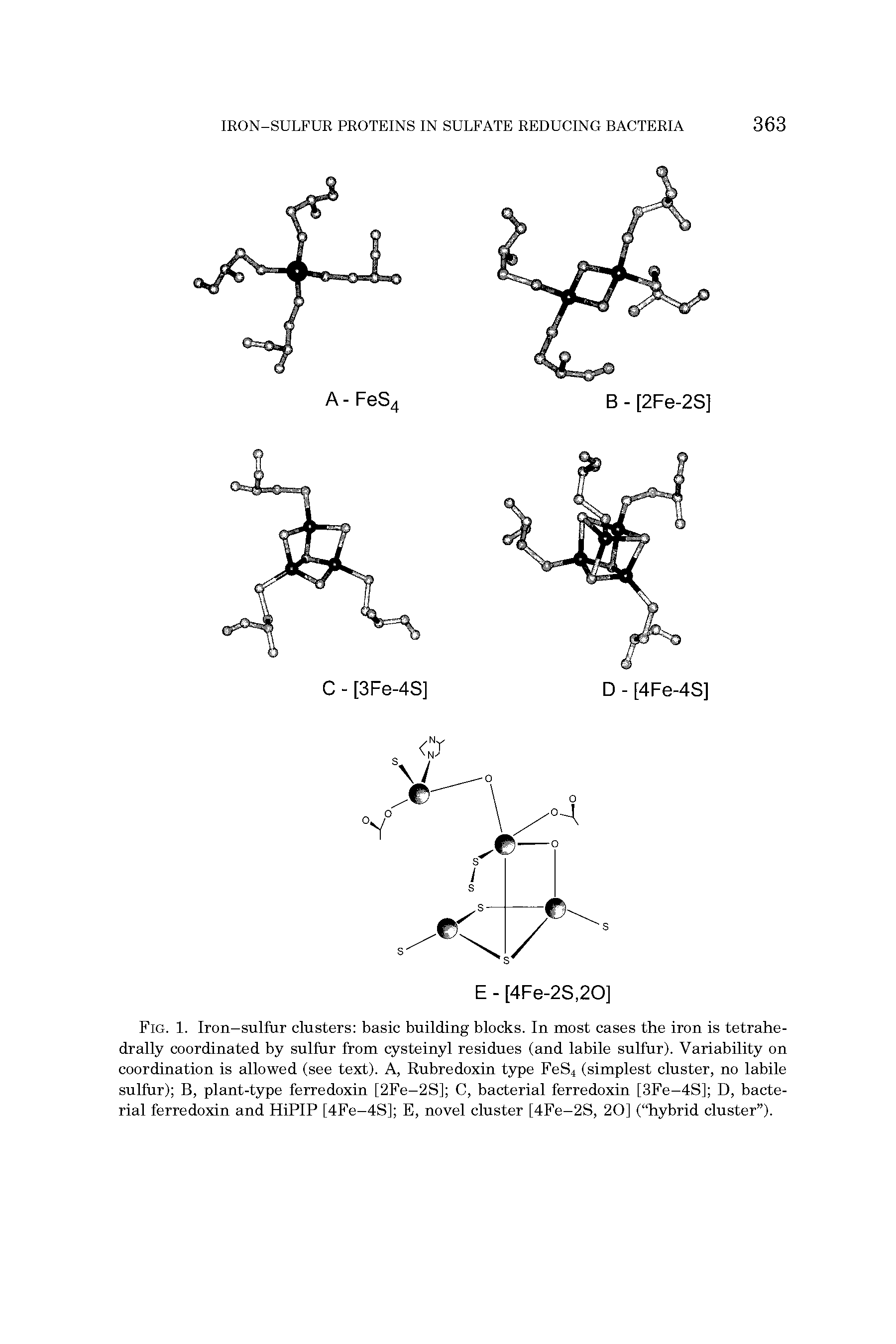 Fig. 1. Iron-sulfur clusters basic building blocks. In most cases the iron is tetrahe-drally coordinated by sulfur from cysteinyl residues (and labile sulfur). Variability on coordination is allowed (see text). A, Rubredoxin type FeS4 (simplest cluster, no labile sulfur) B, plant-type ferredoxin [2Fe-2S] C, bacterial ferredoxin [3Fe-4S] D, bacterial ferredoxin and HiPIP [4Fe-4S] E, novel cluster [4Fe-2S, 20] ( hybrid cluster ).