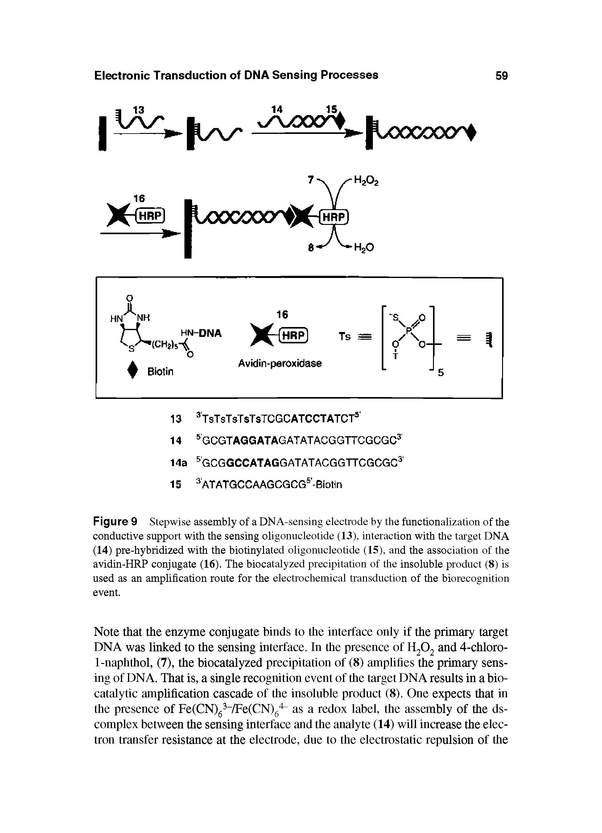 Figure 9 Stepwise assembly of a DNA-sensing electrode by the functionalization of the conductive support with the sensing oligonucleotide (13), interaction with the target DNA (14) pre-hybridized with the biotinylated oligonucleotide (15), and the association of the avidin-HRP conjugate (16). The biocatalyzed precipitation of the insoluble product (8) is used as an amplification route for the electrochemical transduction of the biorecognition event.